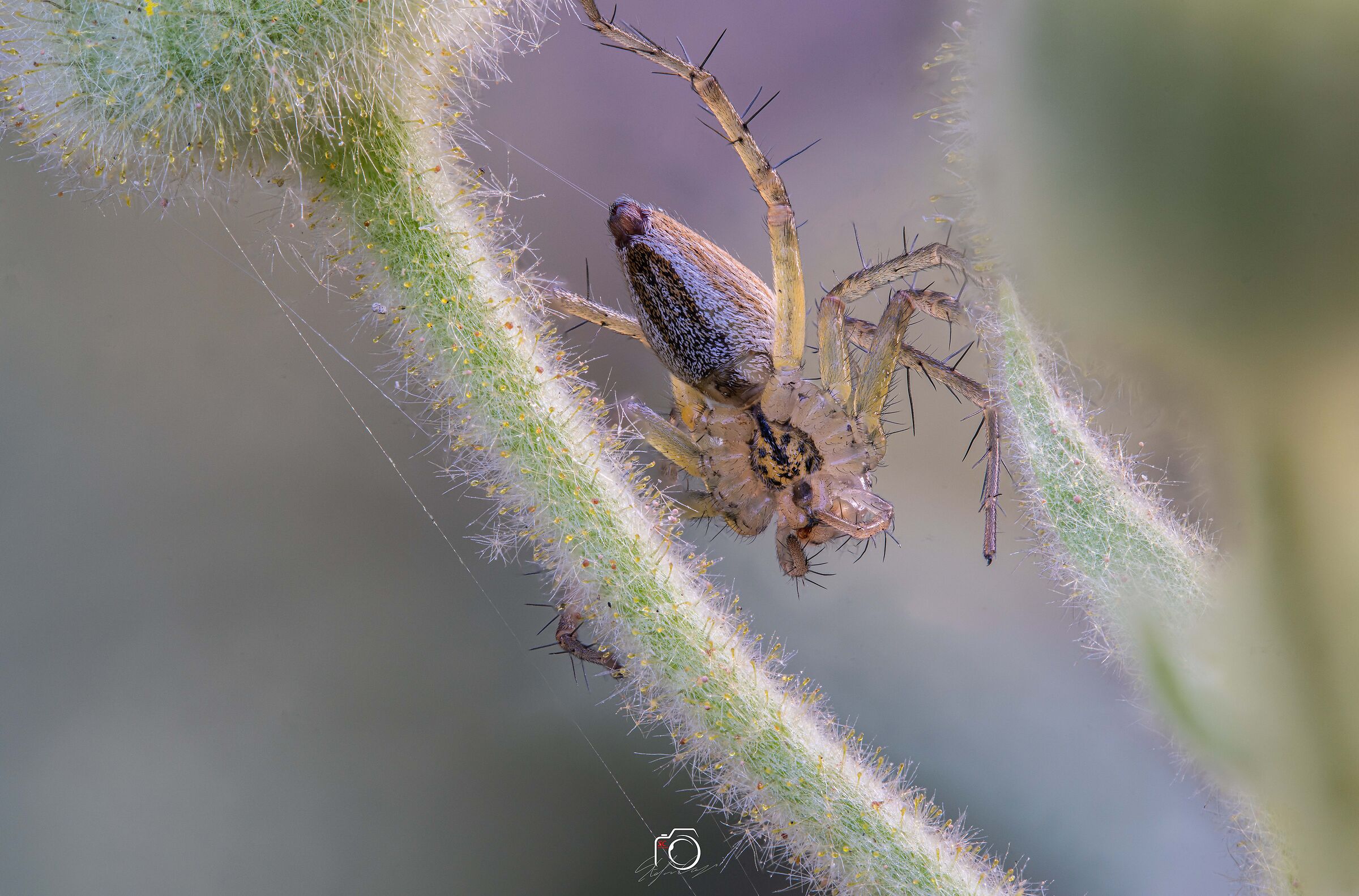 Lynx spider-Oxyope salticus