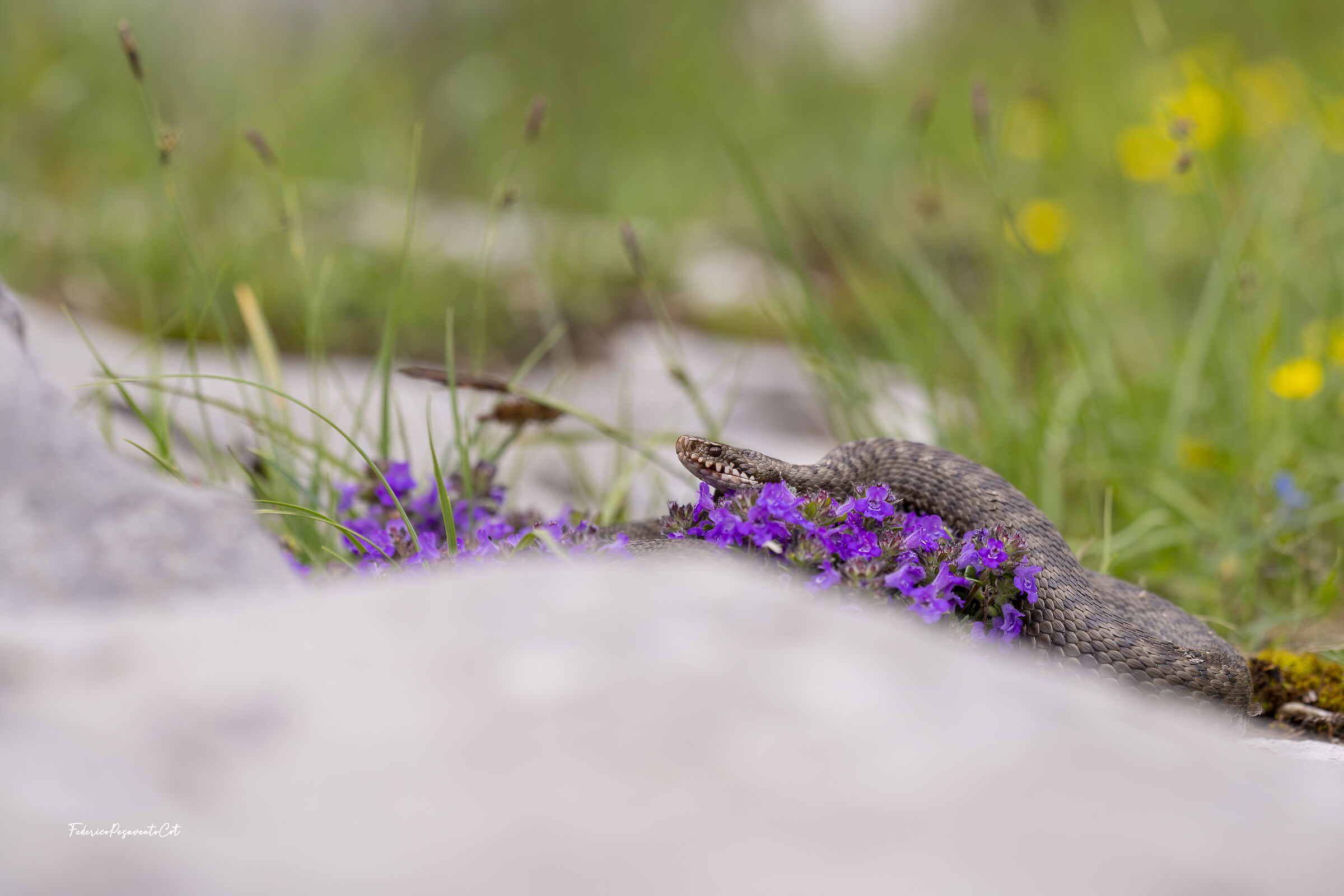 Tra le rocce e i fiori