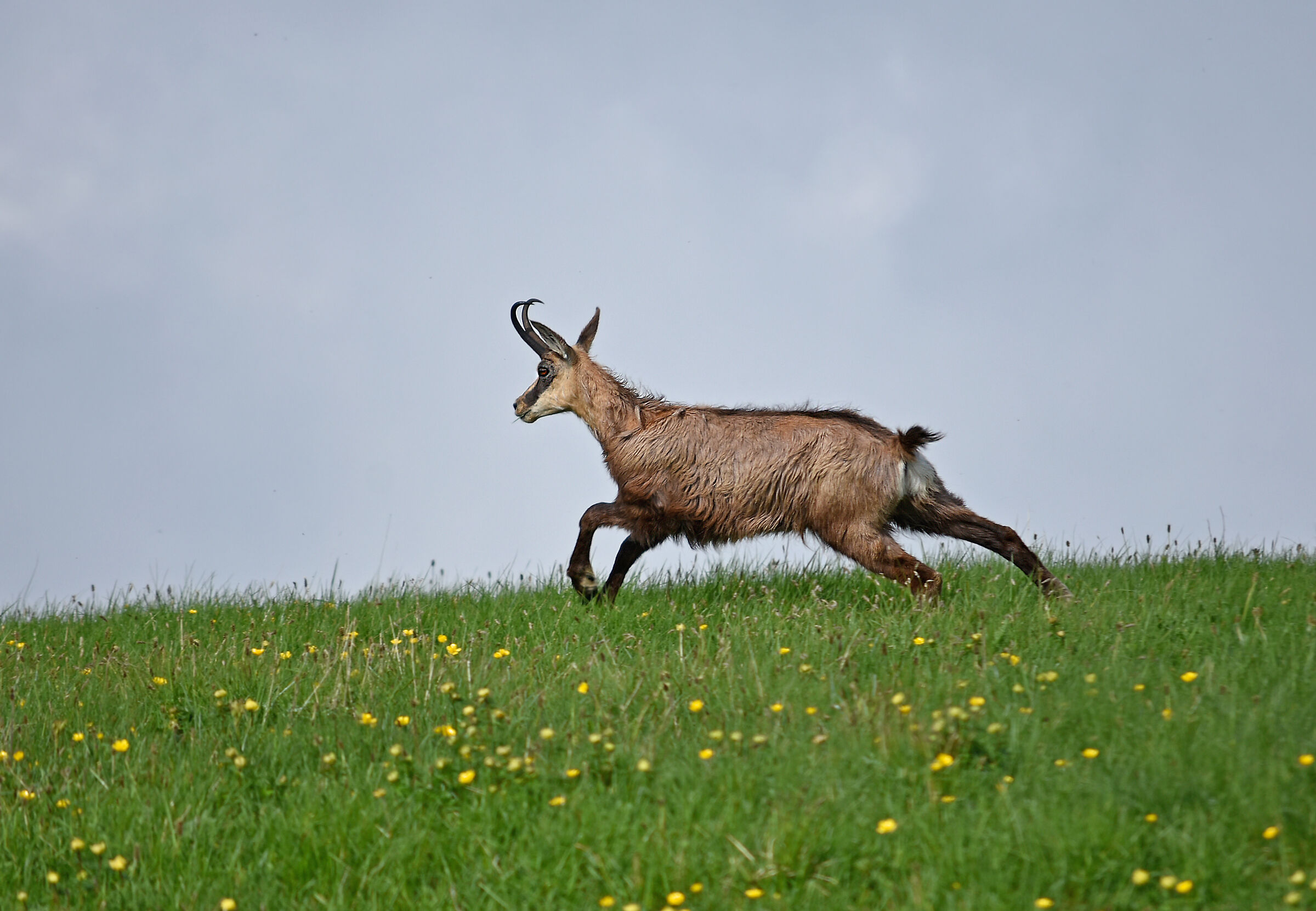 Chamois