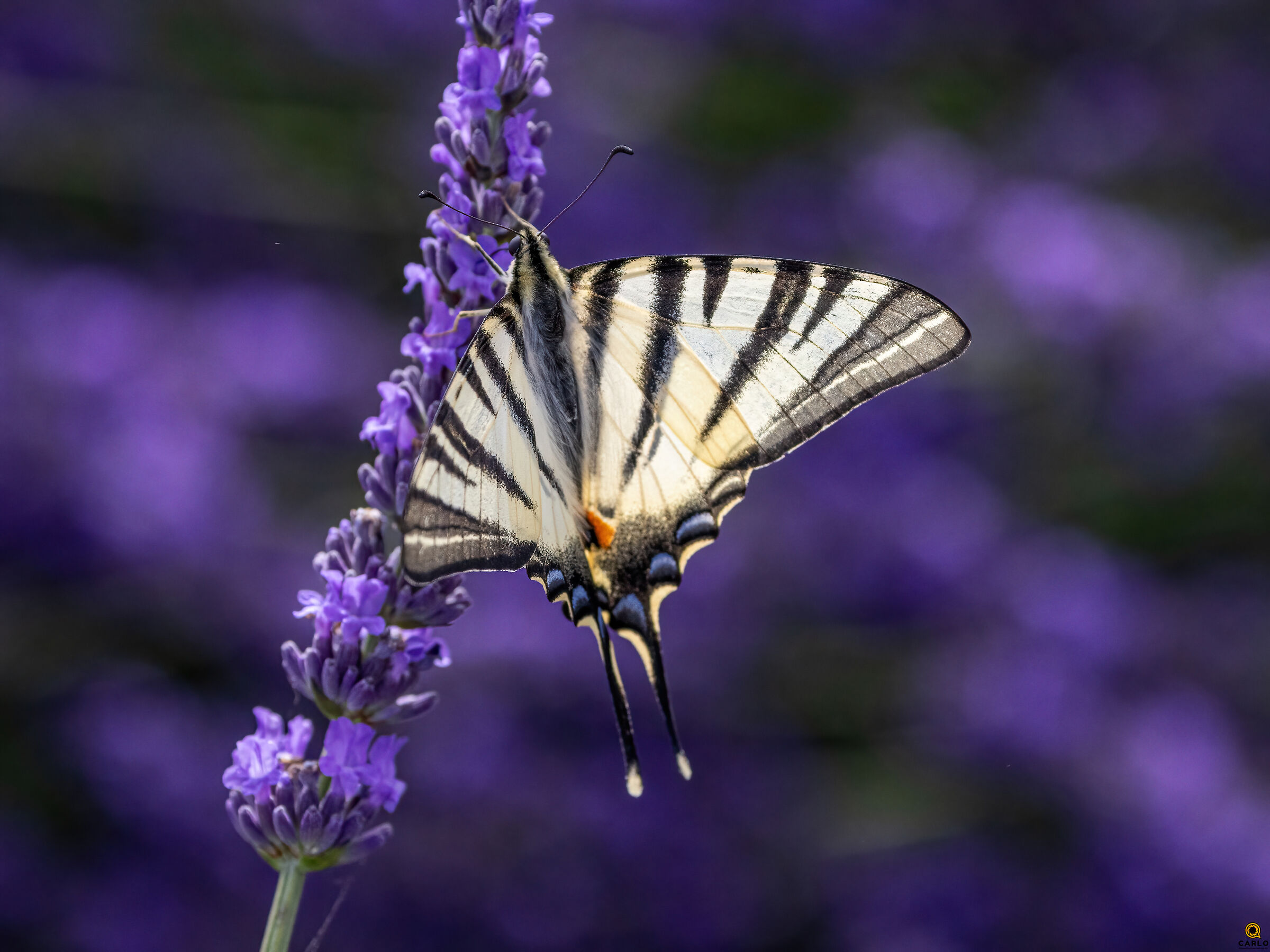 Lavanda e farfalle
