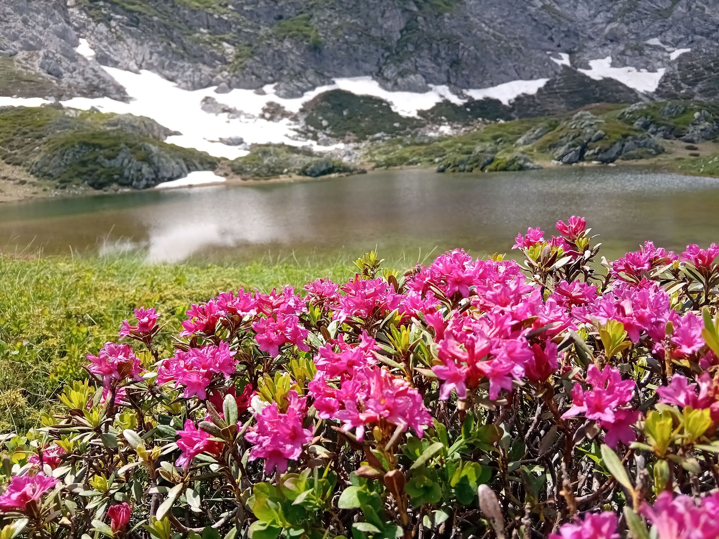 Rododendri al Lago della Brignola