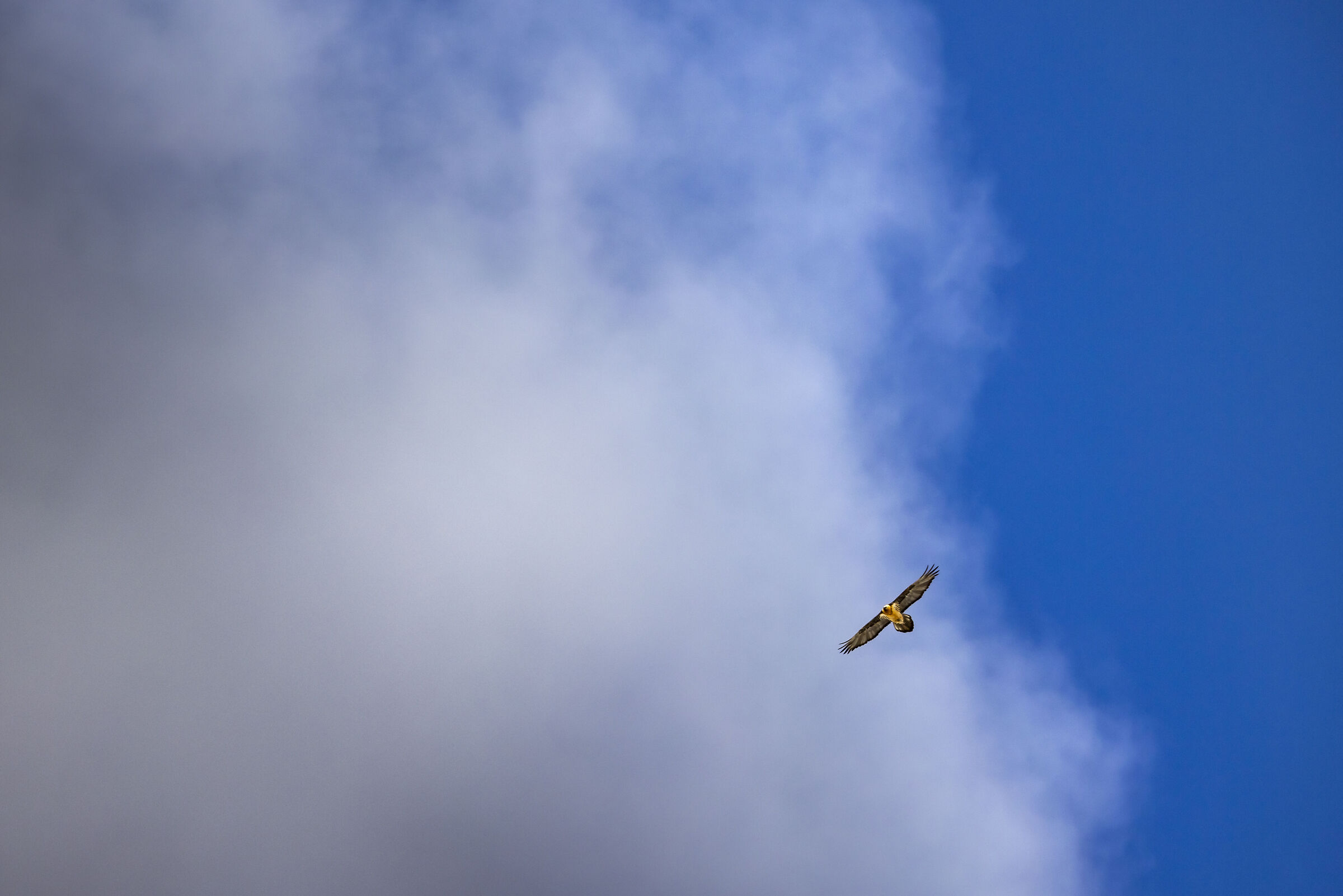 Bearded vulture