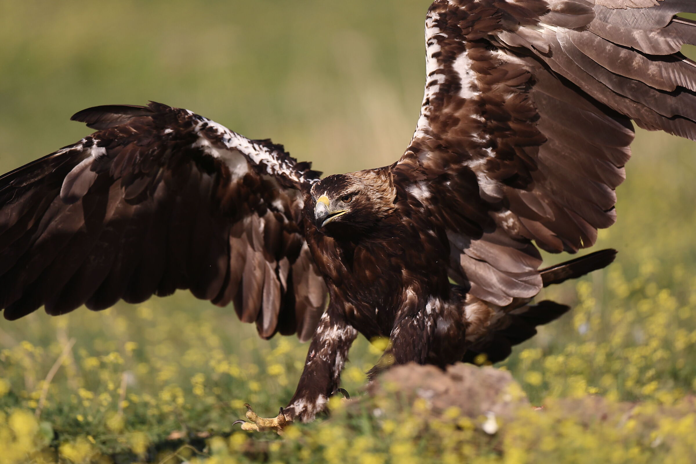 Aquila Imperiale adulta