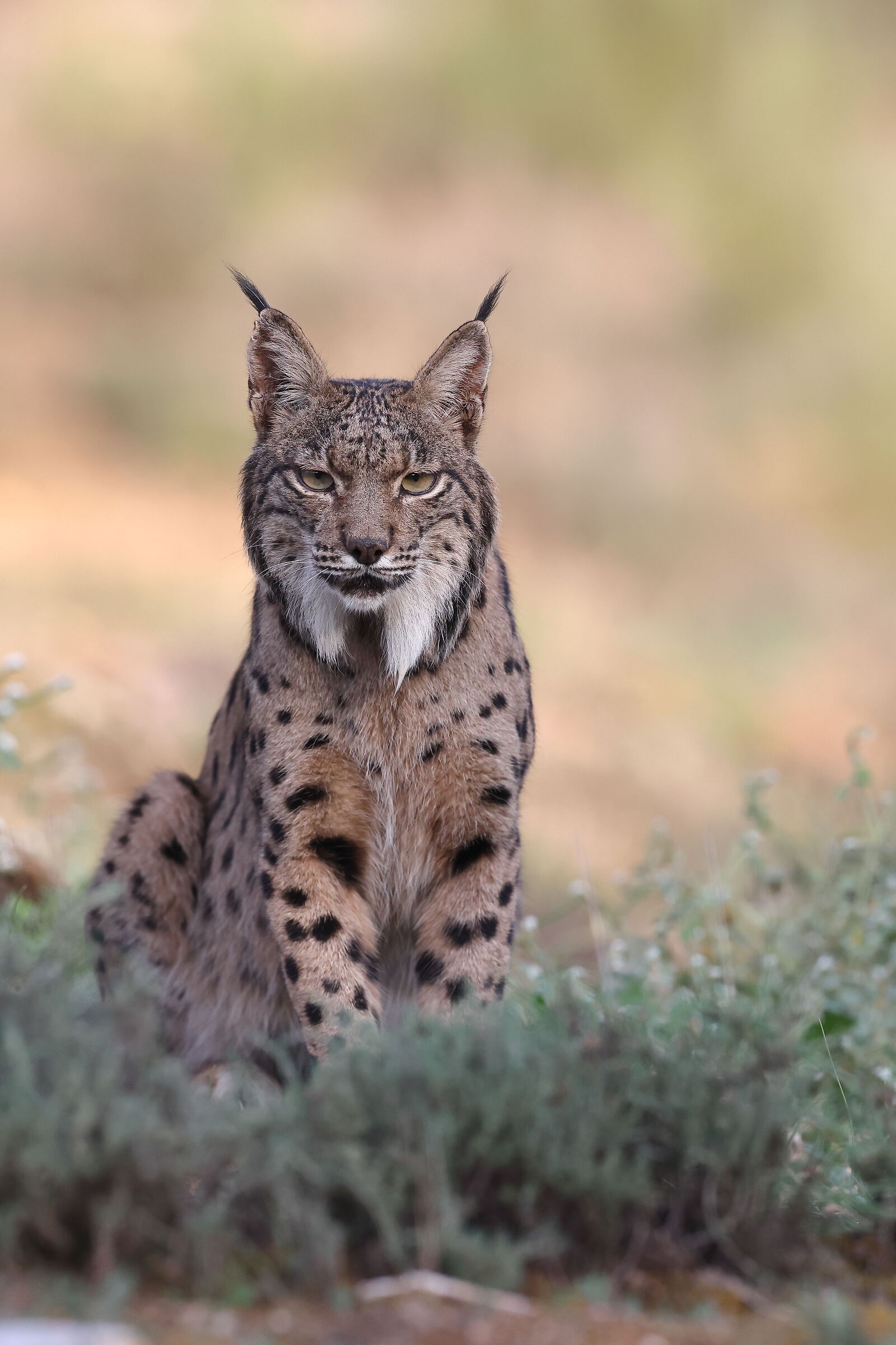 Lava, Lince femmina adulta