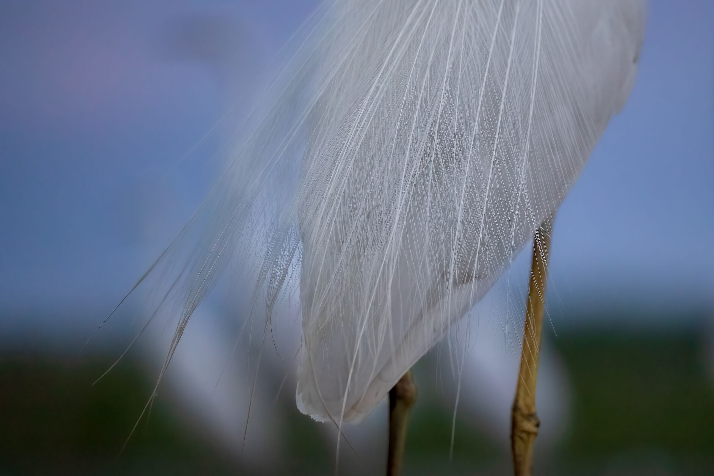 L'eleganza del bianco