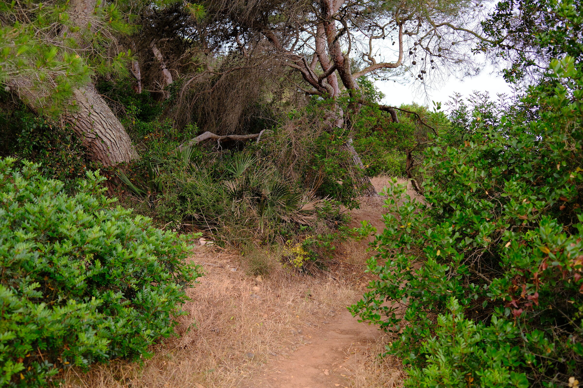 The path from La Bramassa to Punta Giglio