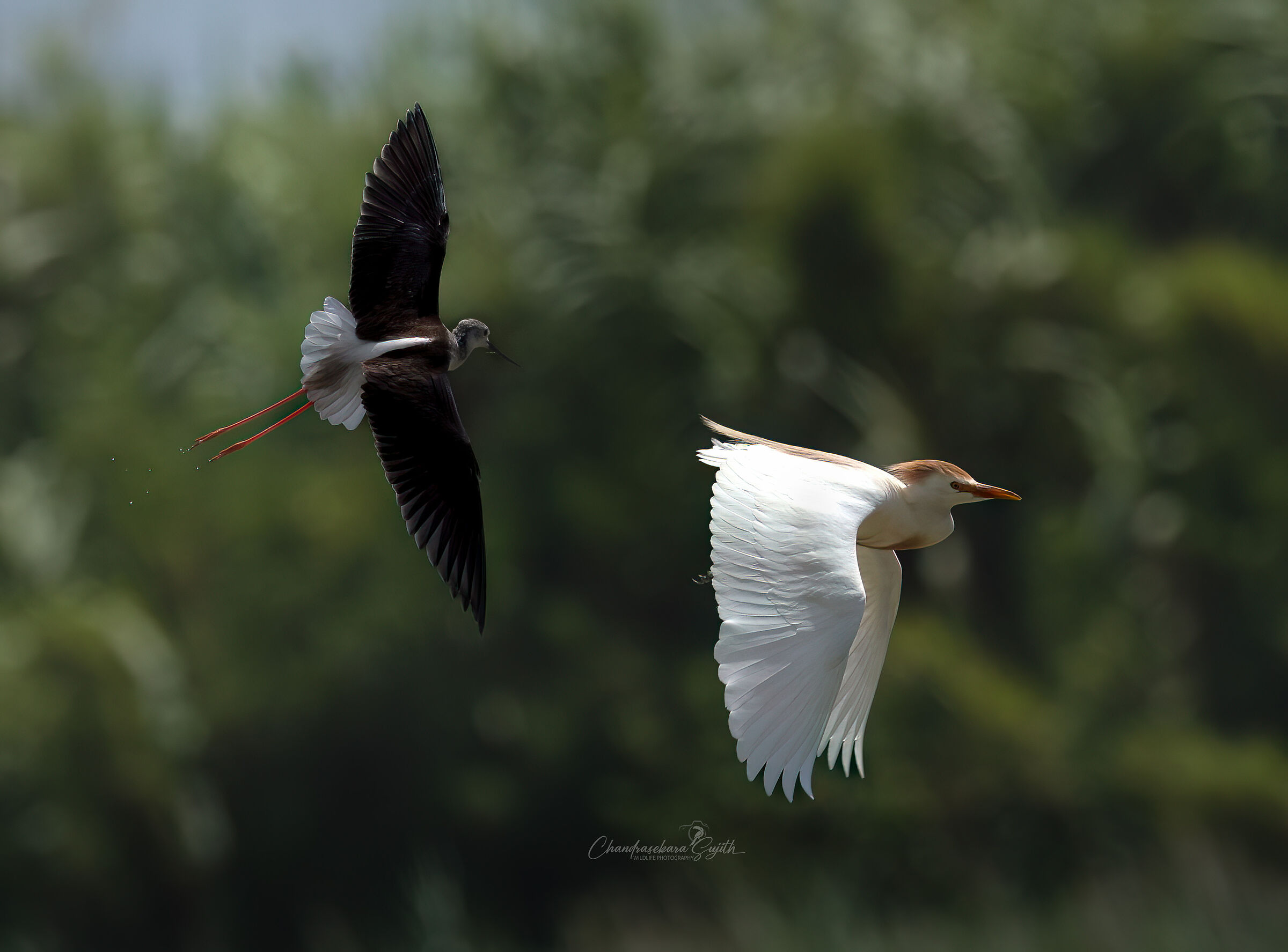 Stilt of Italy vs Cattle Guard