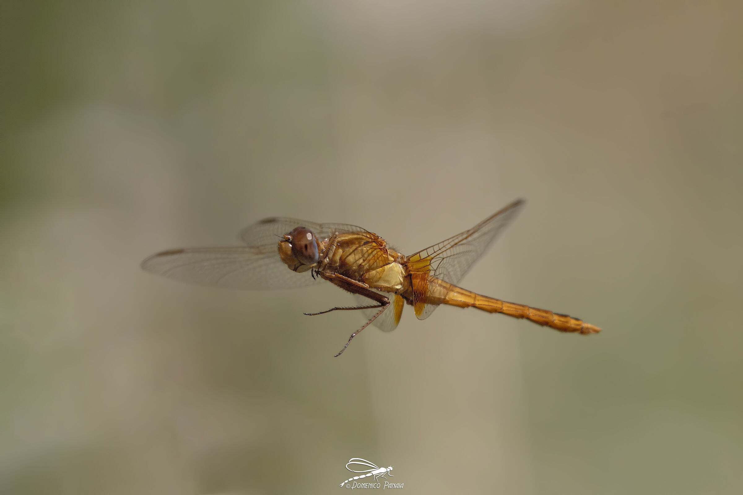 Crocothemis erytraea