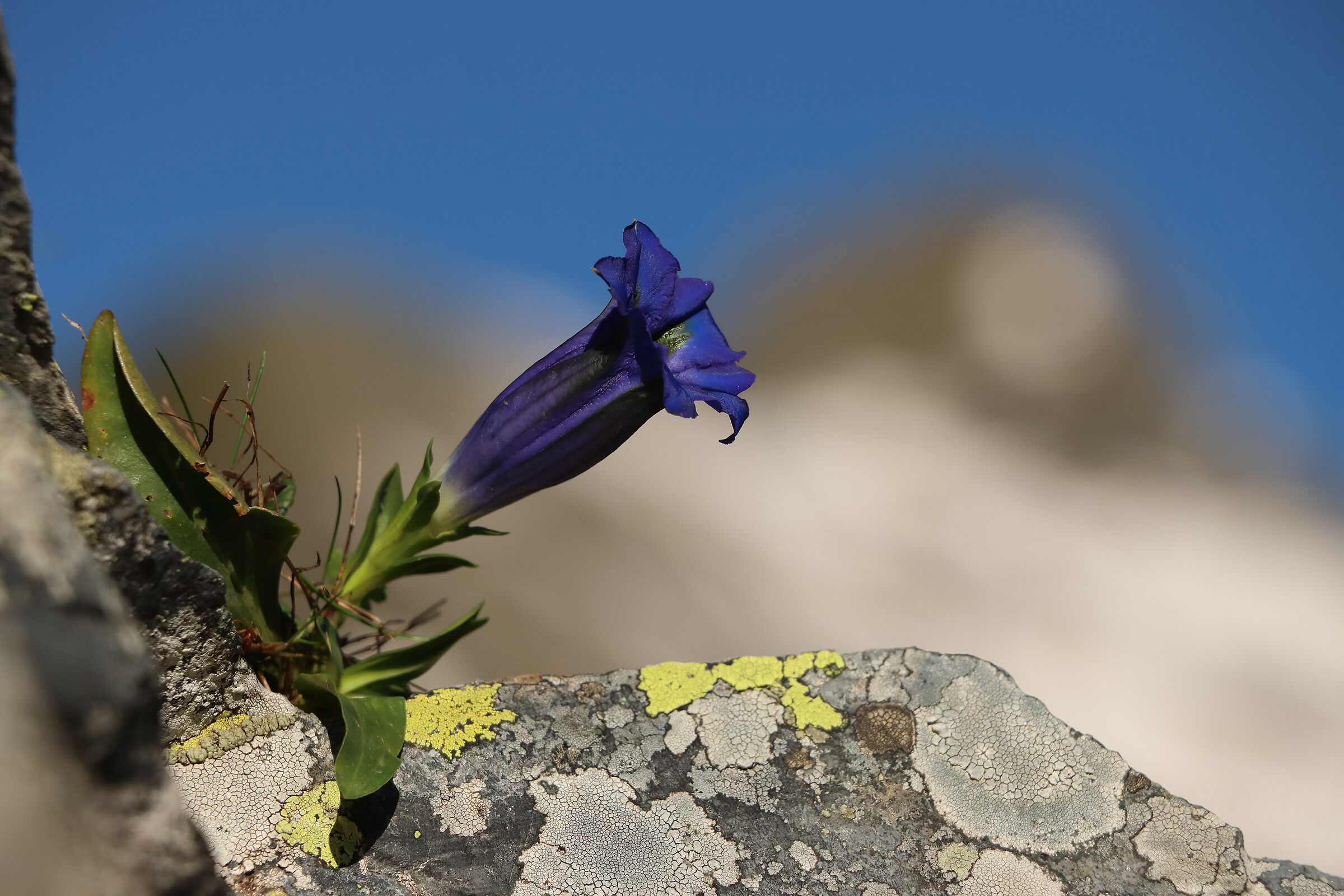 the gentians of the "Pradella"