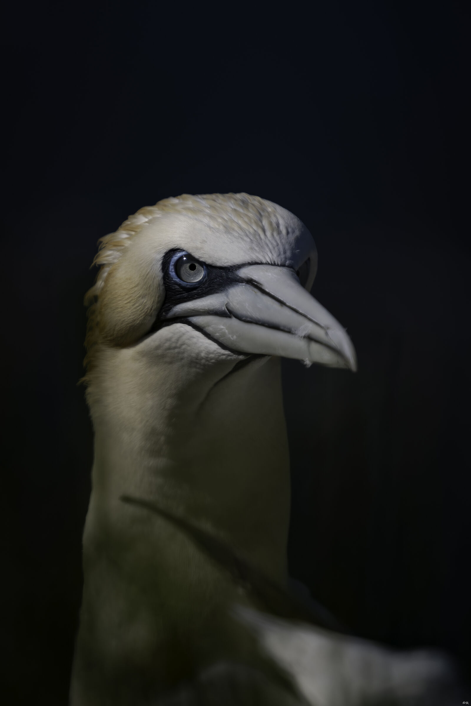 Sula portrait