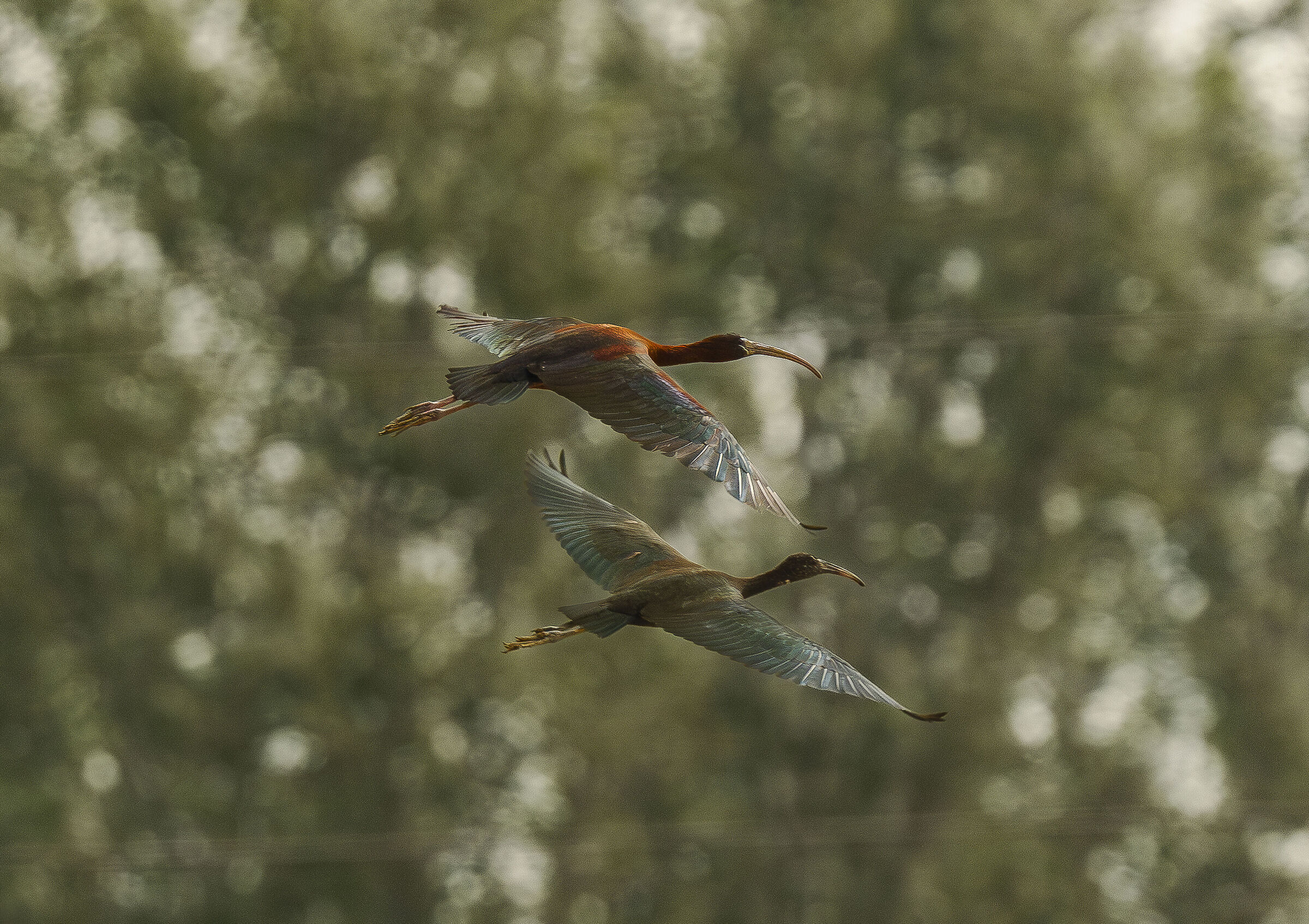 Coppia di mingnattai in volo