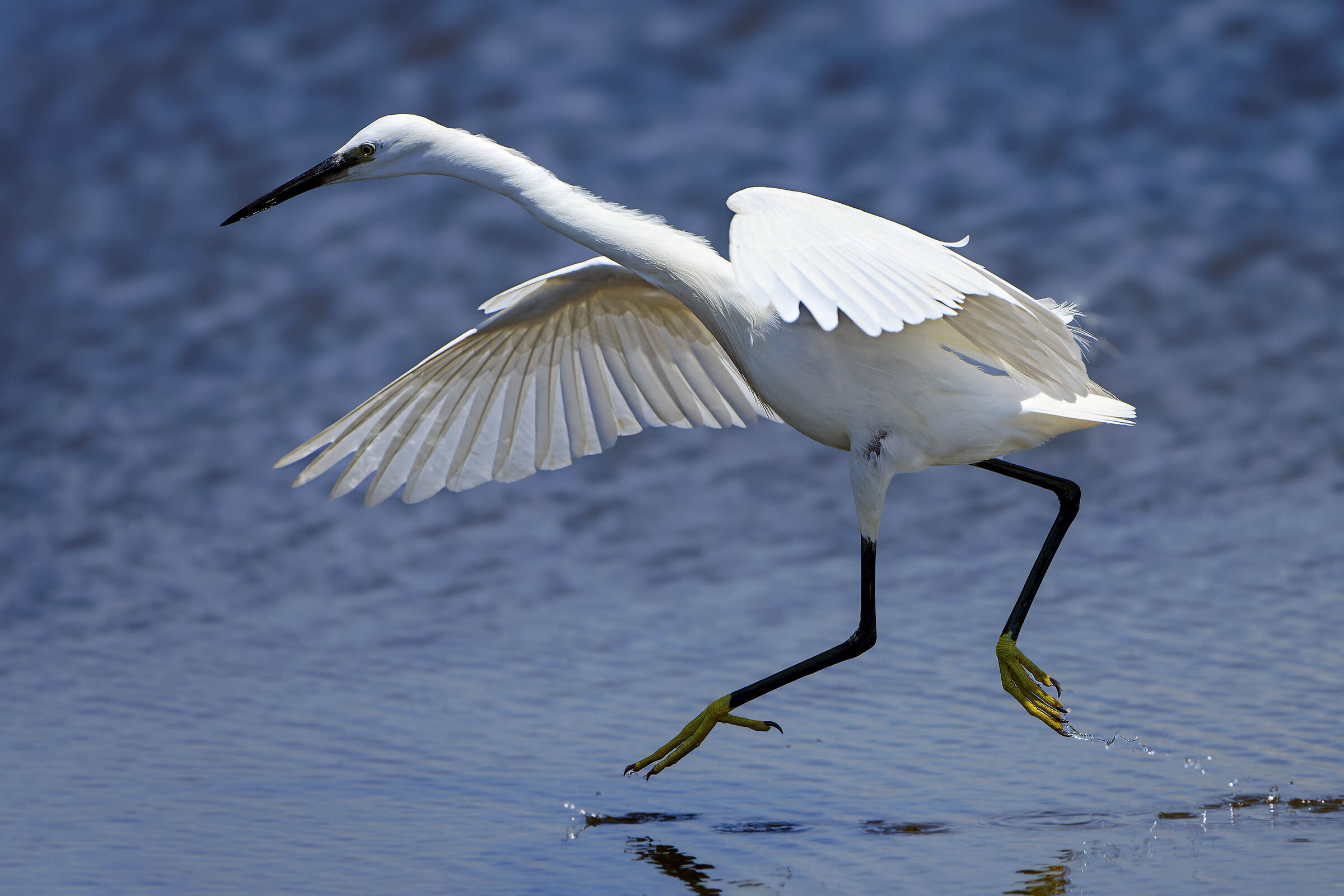 Egret