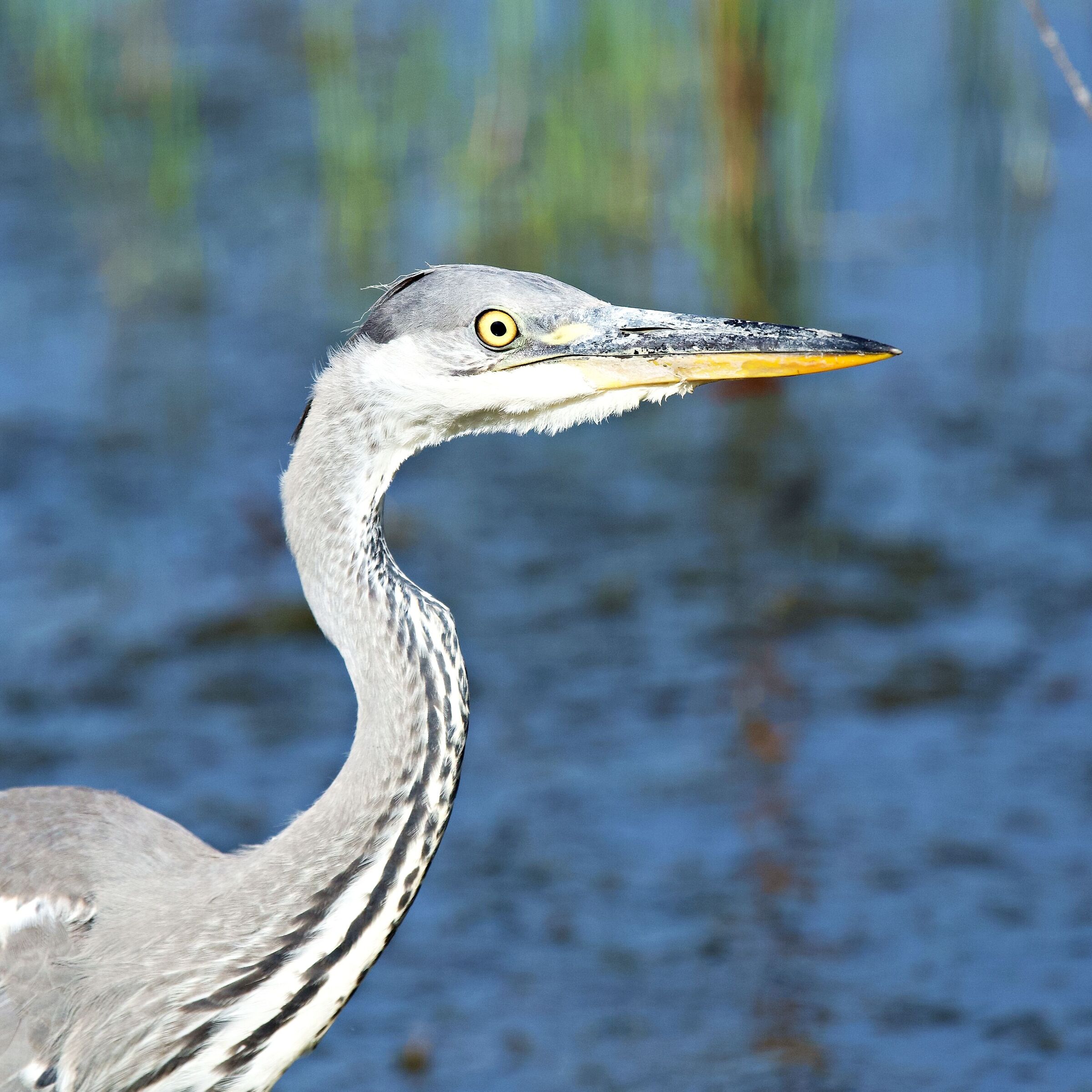 Guardingo, sempre molto diffidente