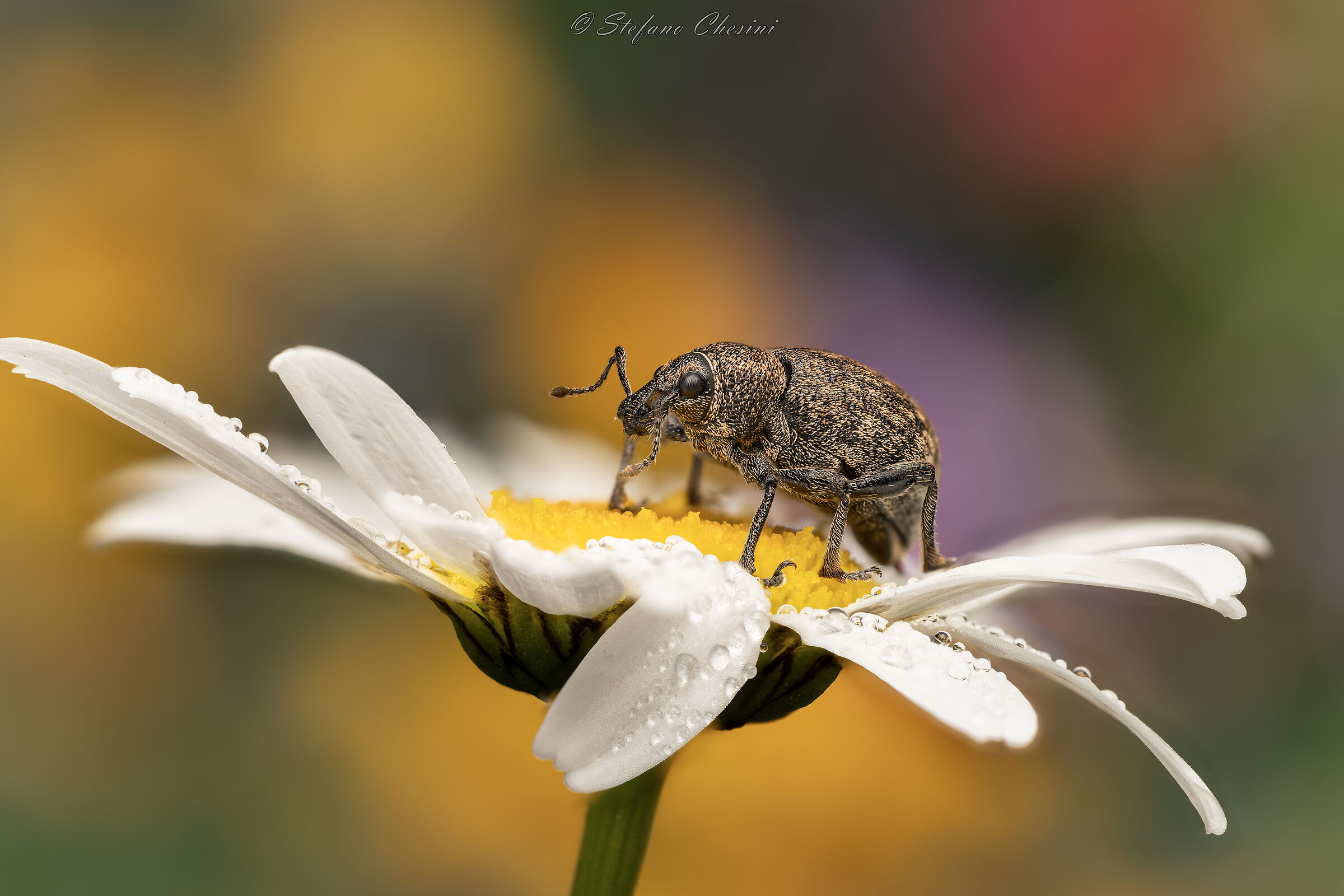 Daisies and their guests