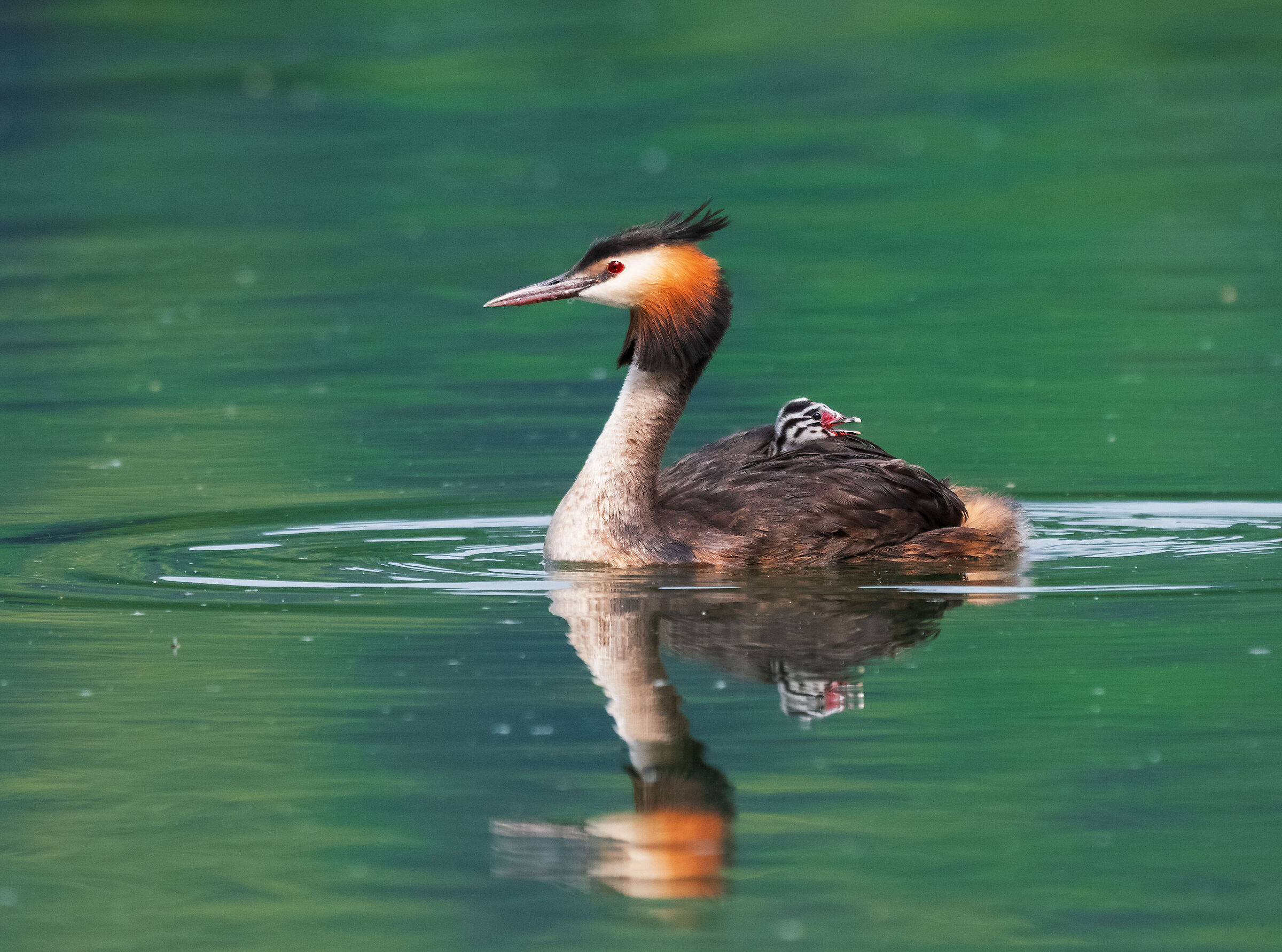 Grebe with little one