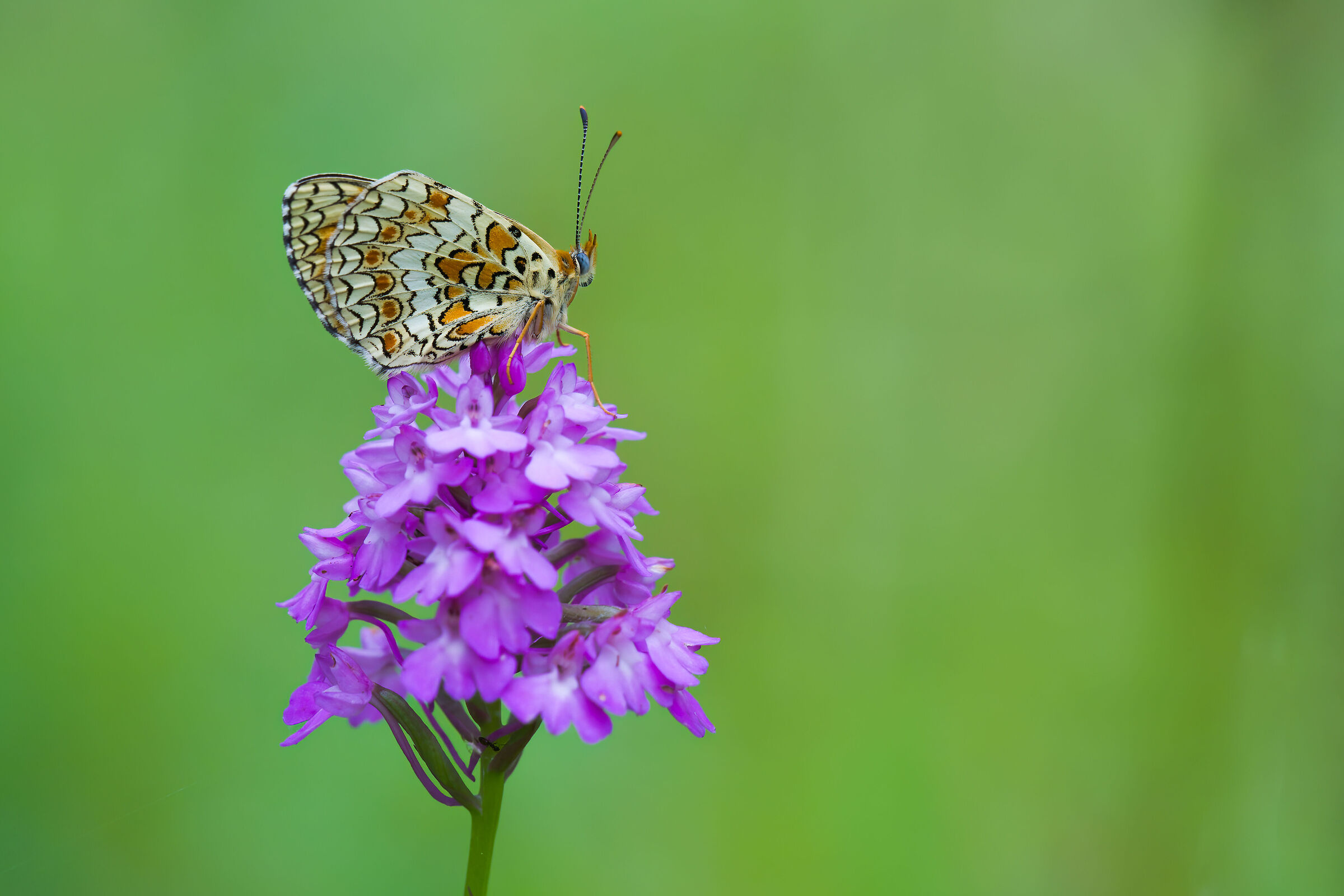 Melitaea phoebe on pyramid orchid