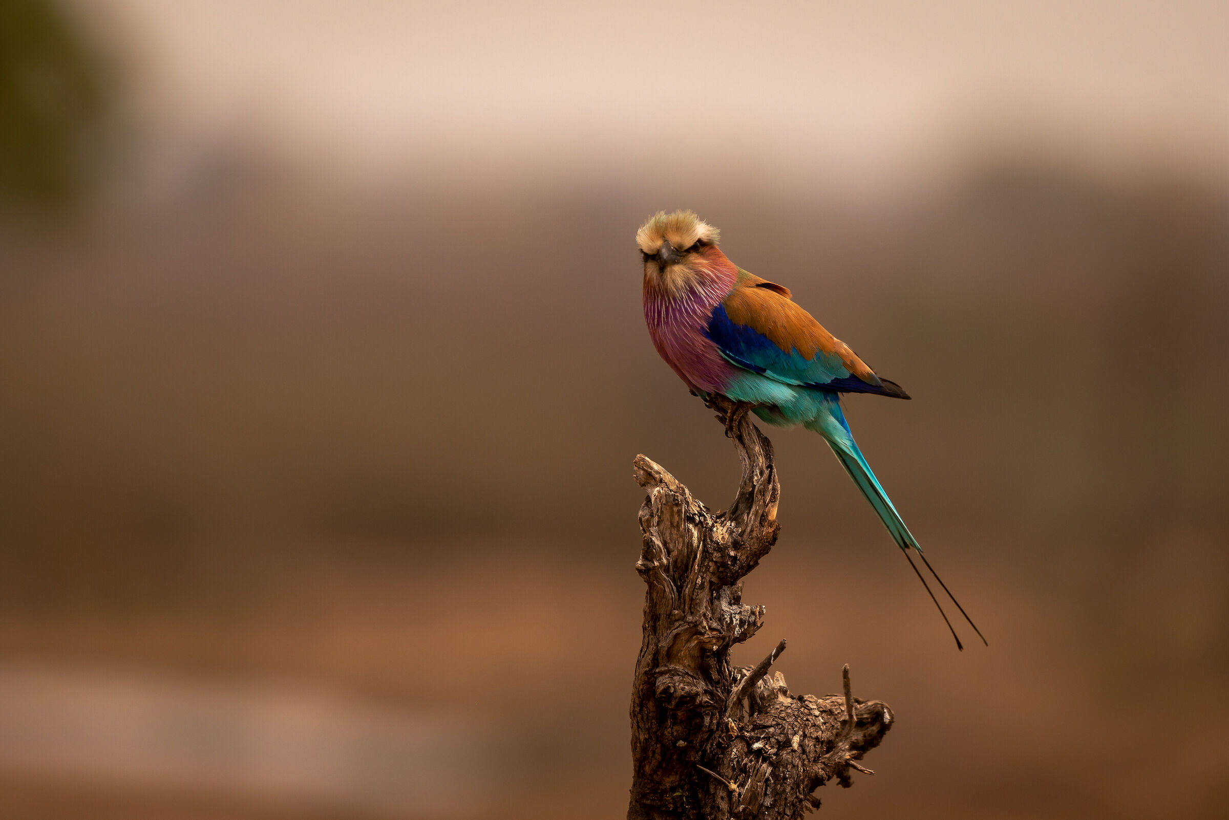 l'arcobaleno in un pugno