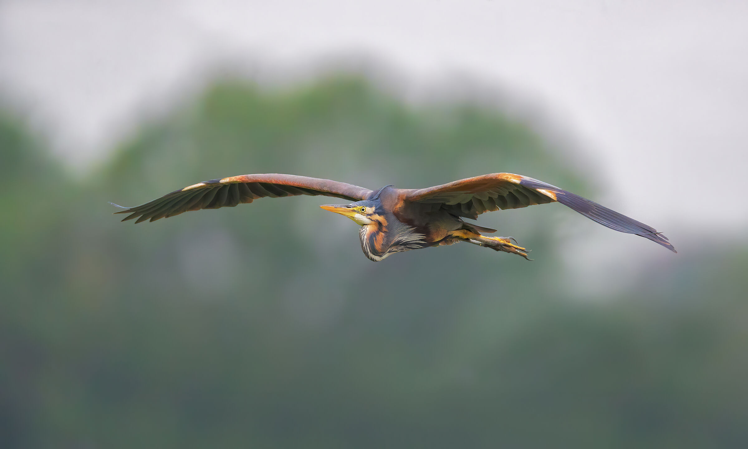 The Flight