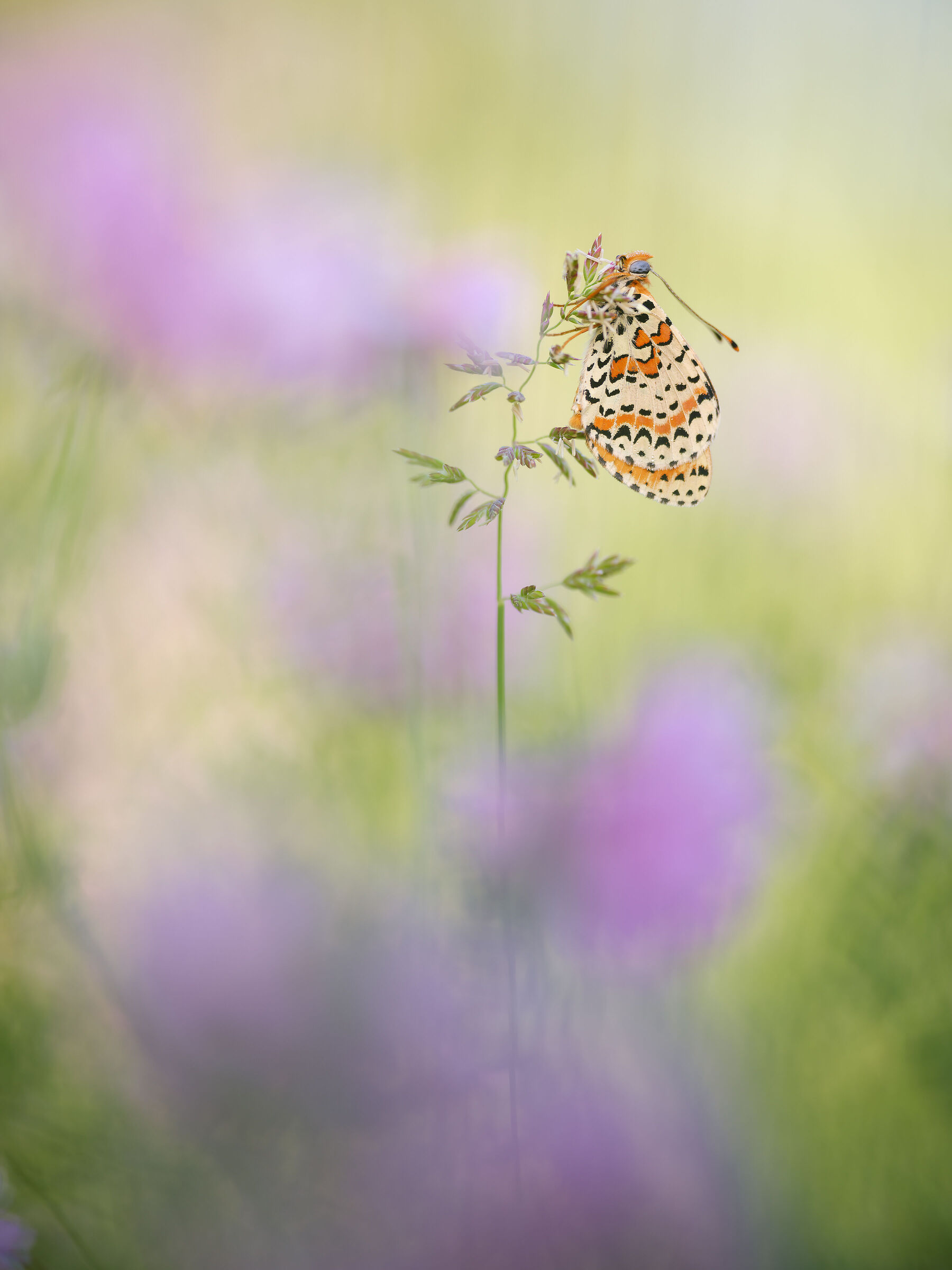 Melitaea didyma
