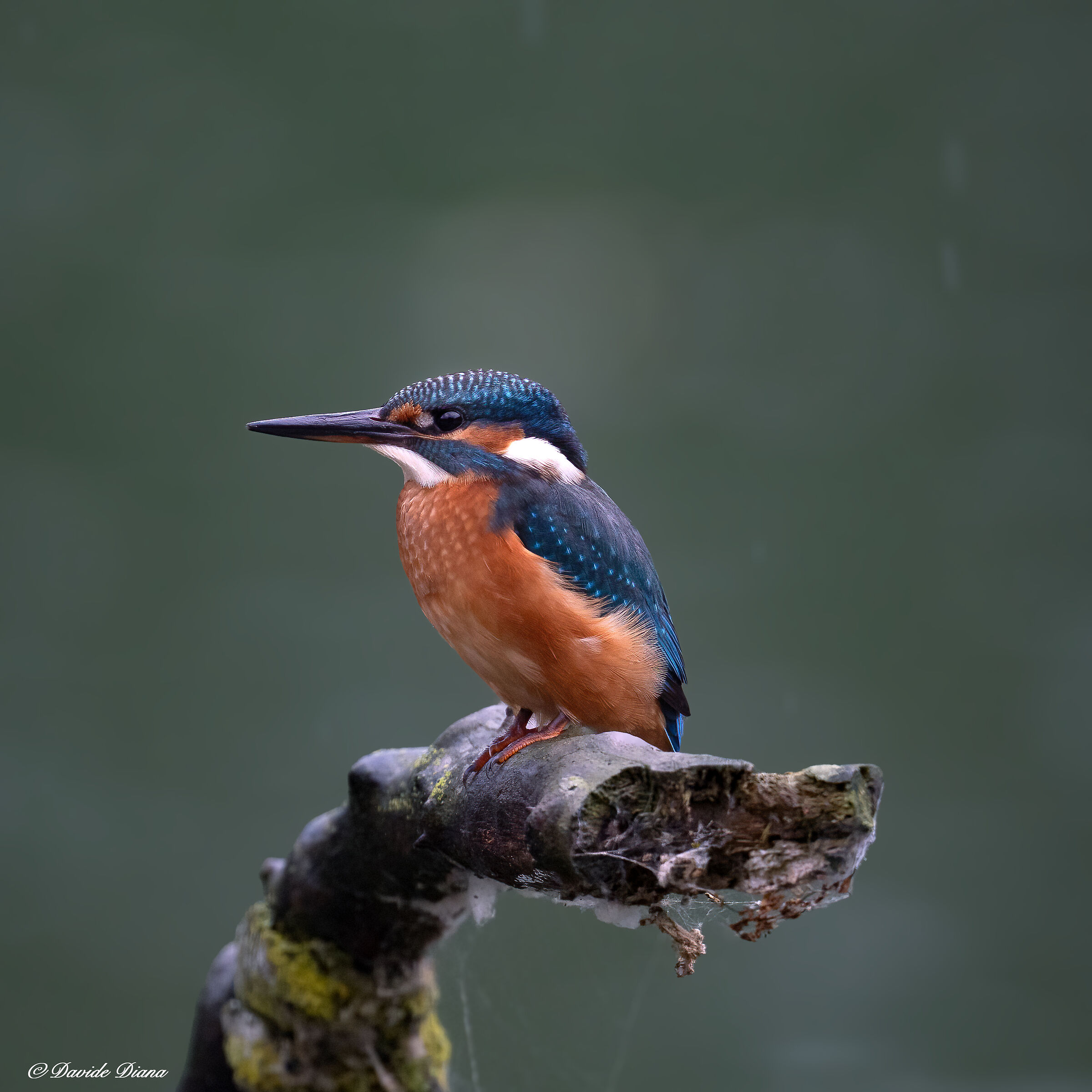 Martin Pescatore - Kingfisher