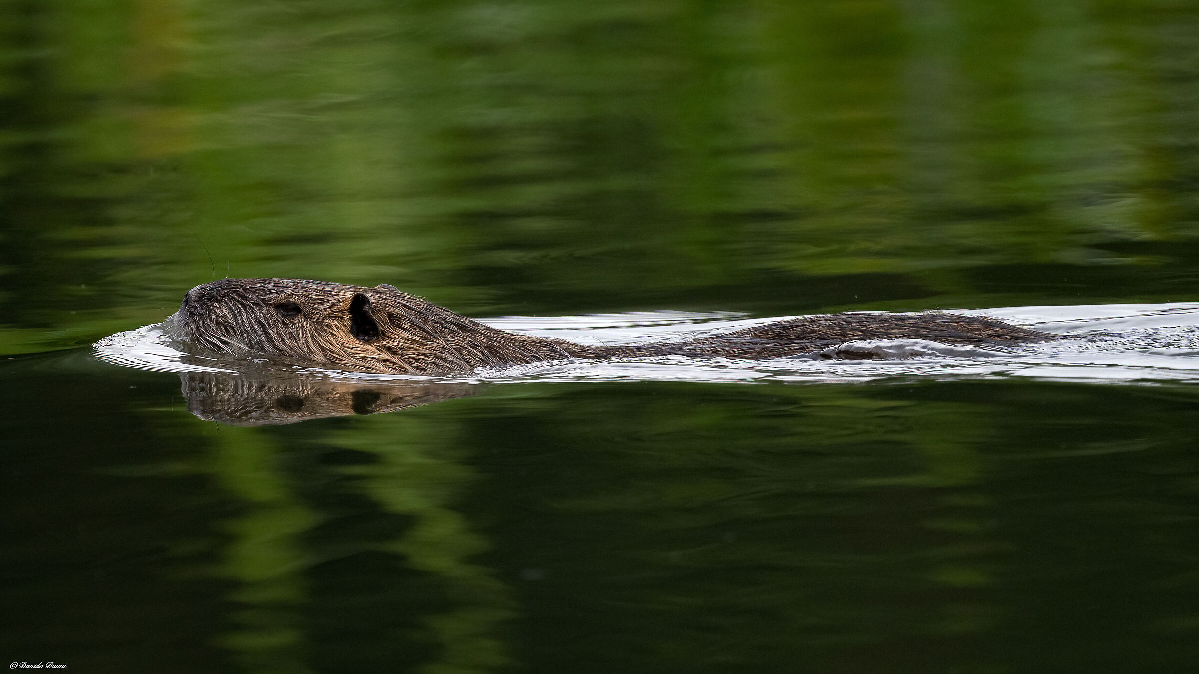 Nutria
