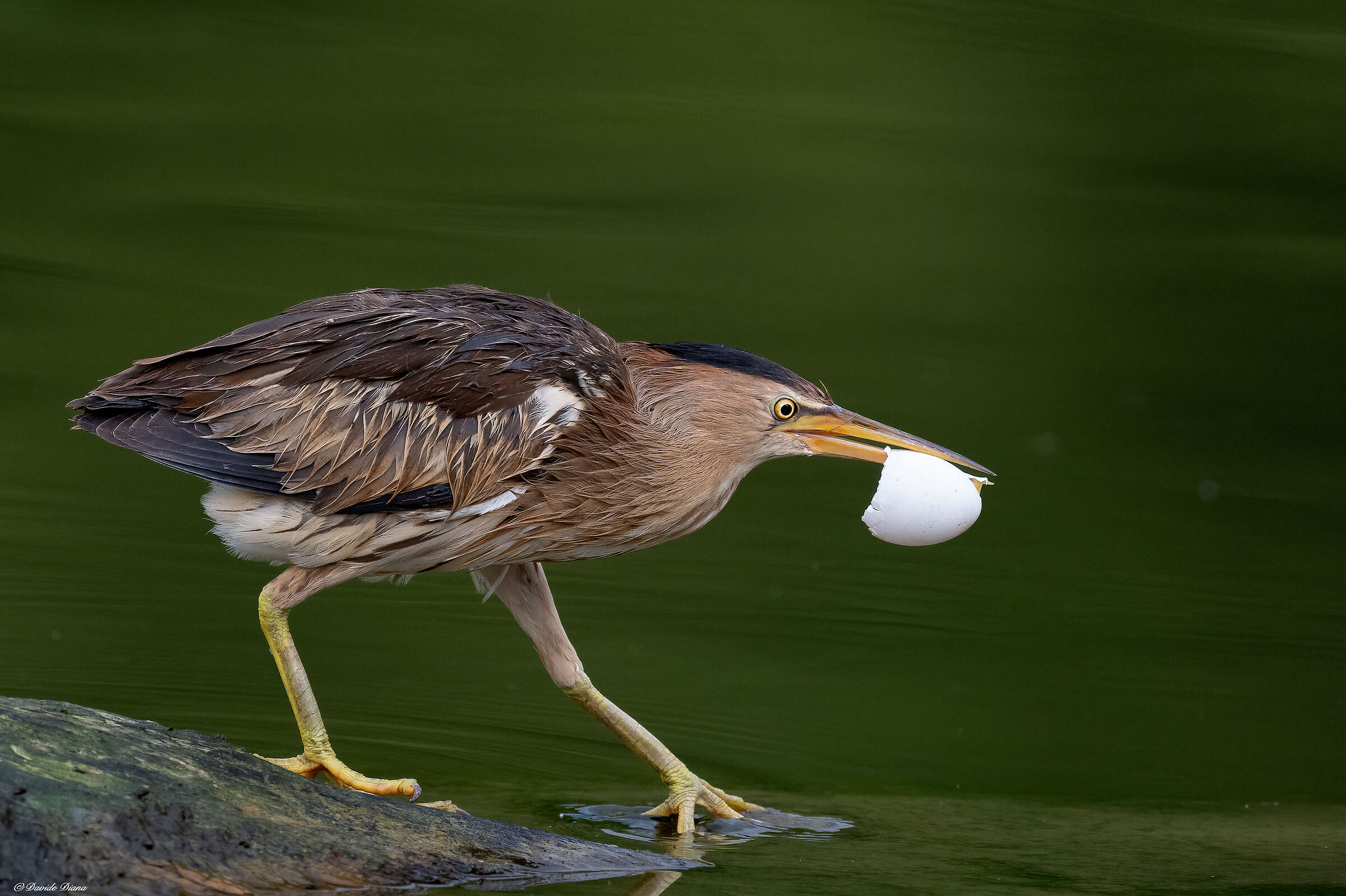 Little bittern