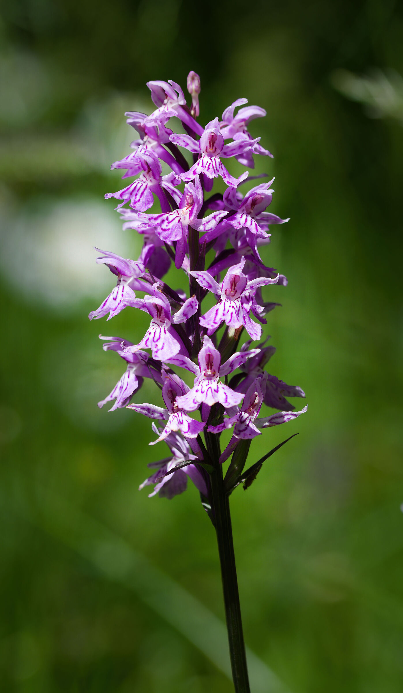 Dactylorhiza maculata...