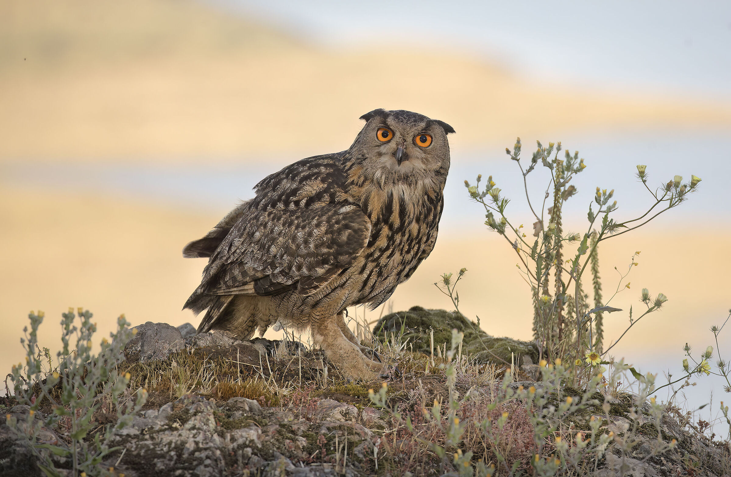 gufo reale, estremadura , spagna