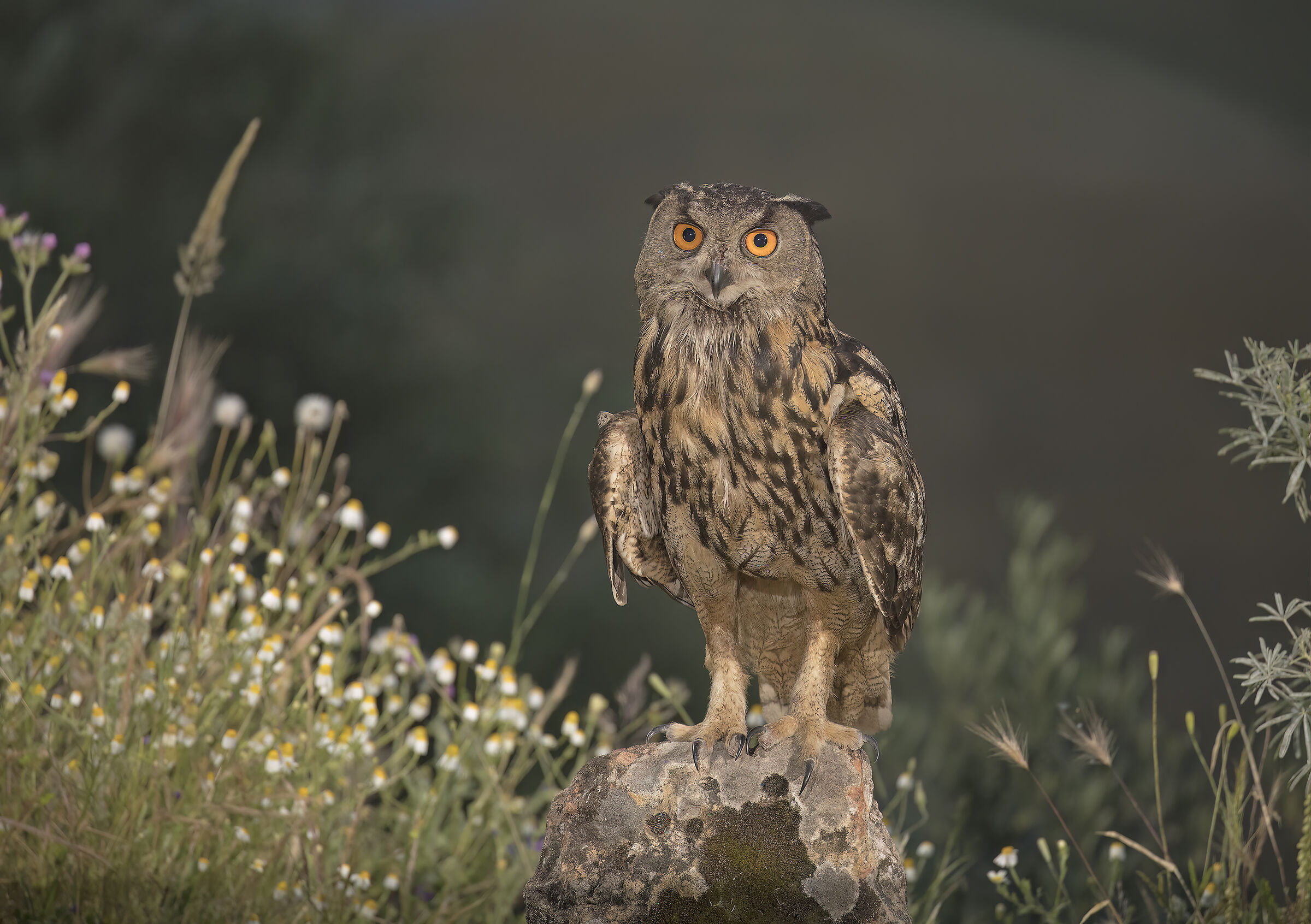 gufo reale, estremadura , spagna