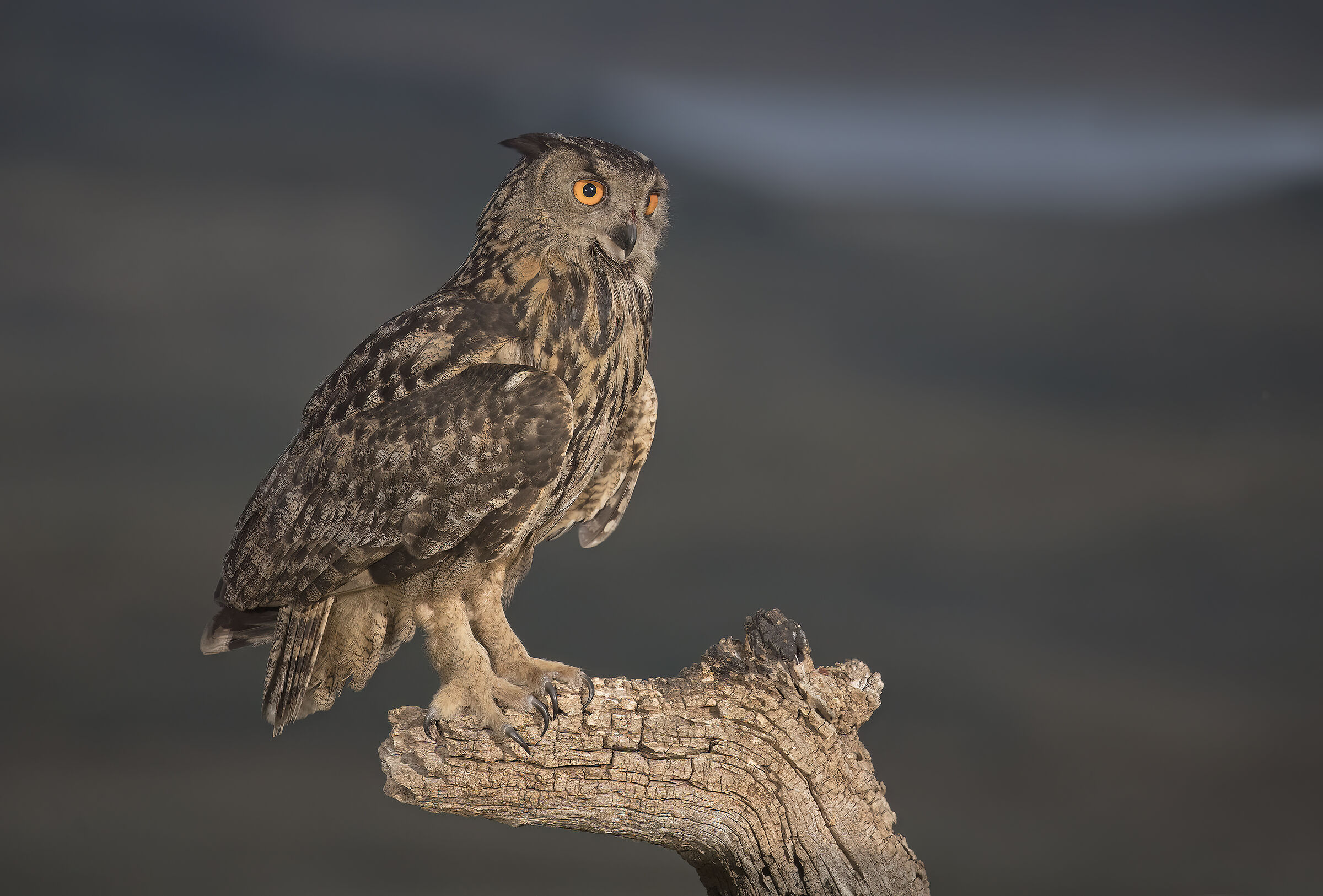 gufo reale, estremadura , spagna