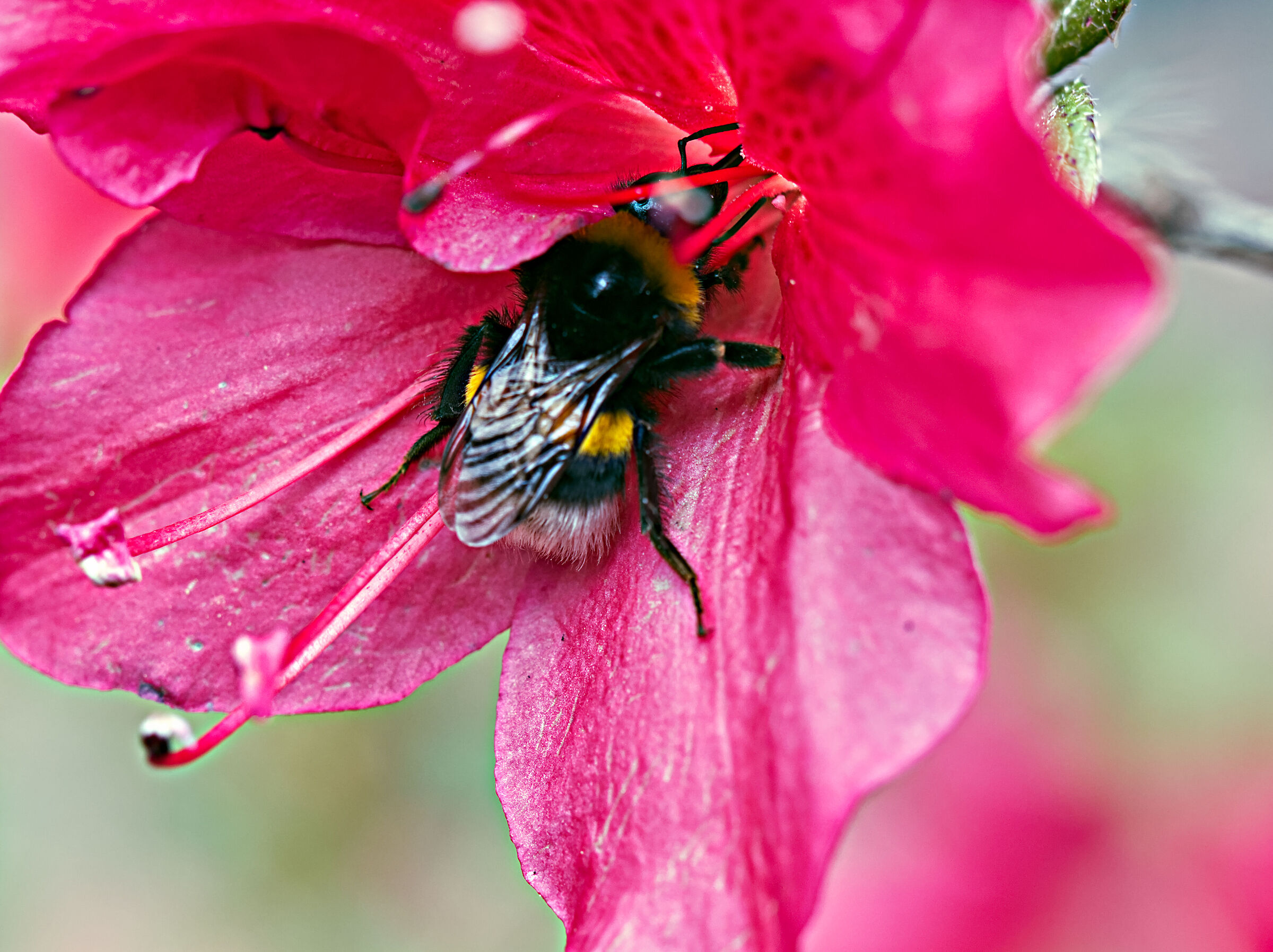 Bumblebee perched on an azalea flower
