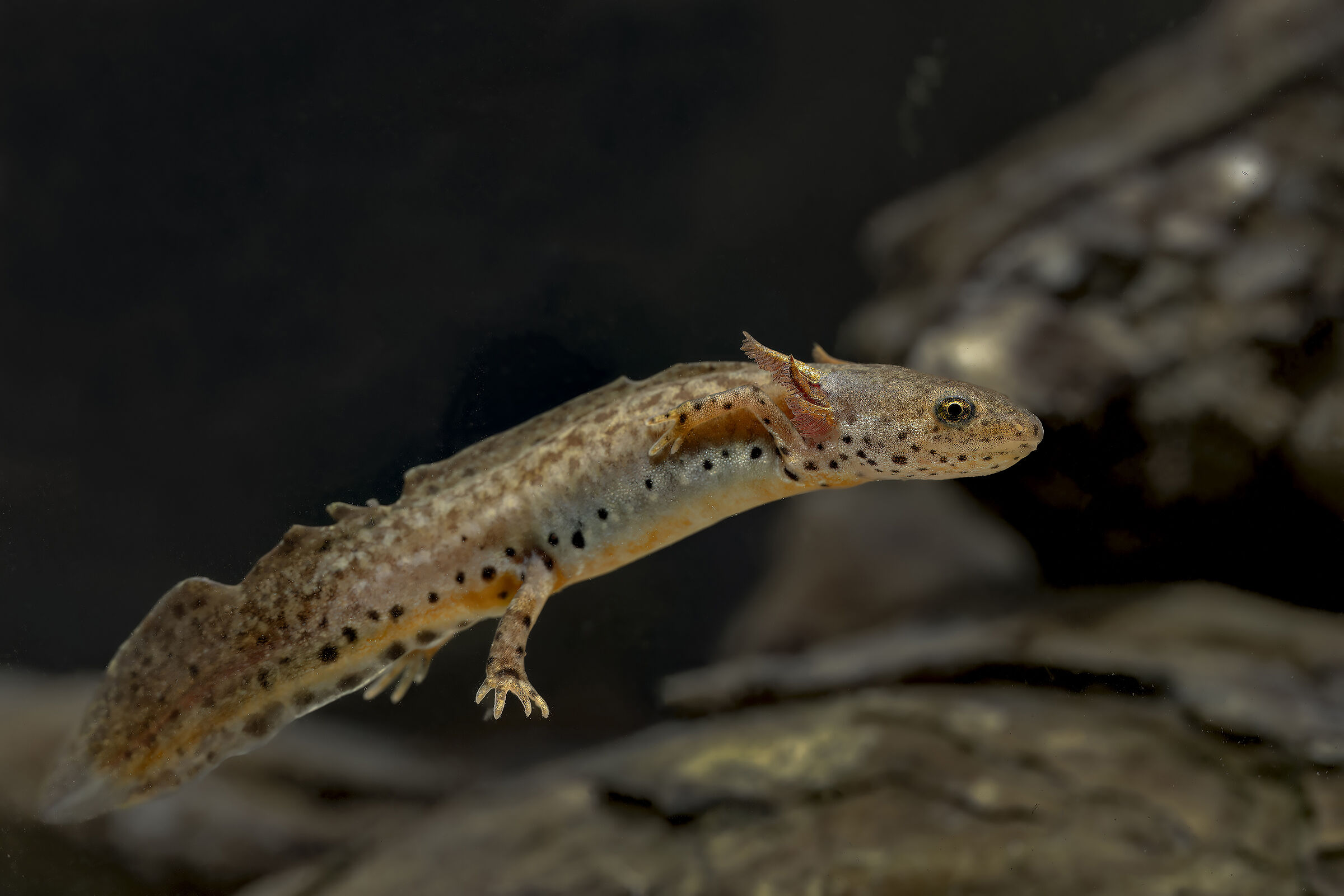Crested newt juv.