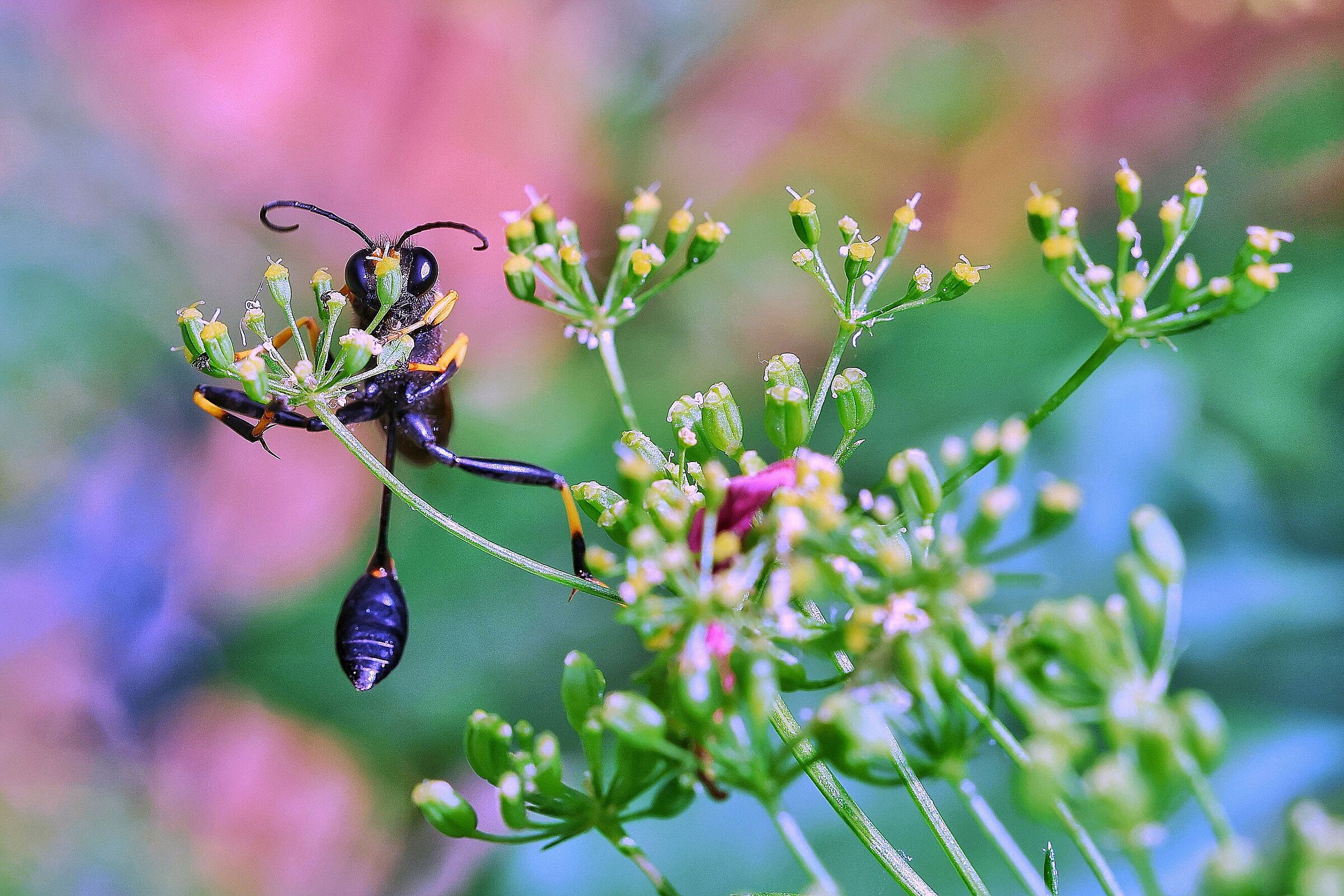 Sceliphron caementarium