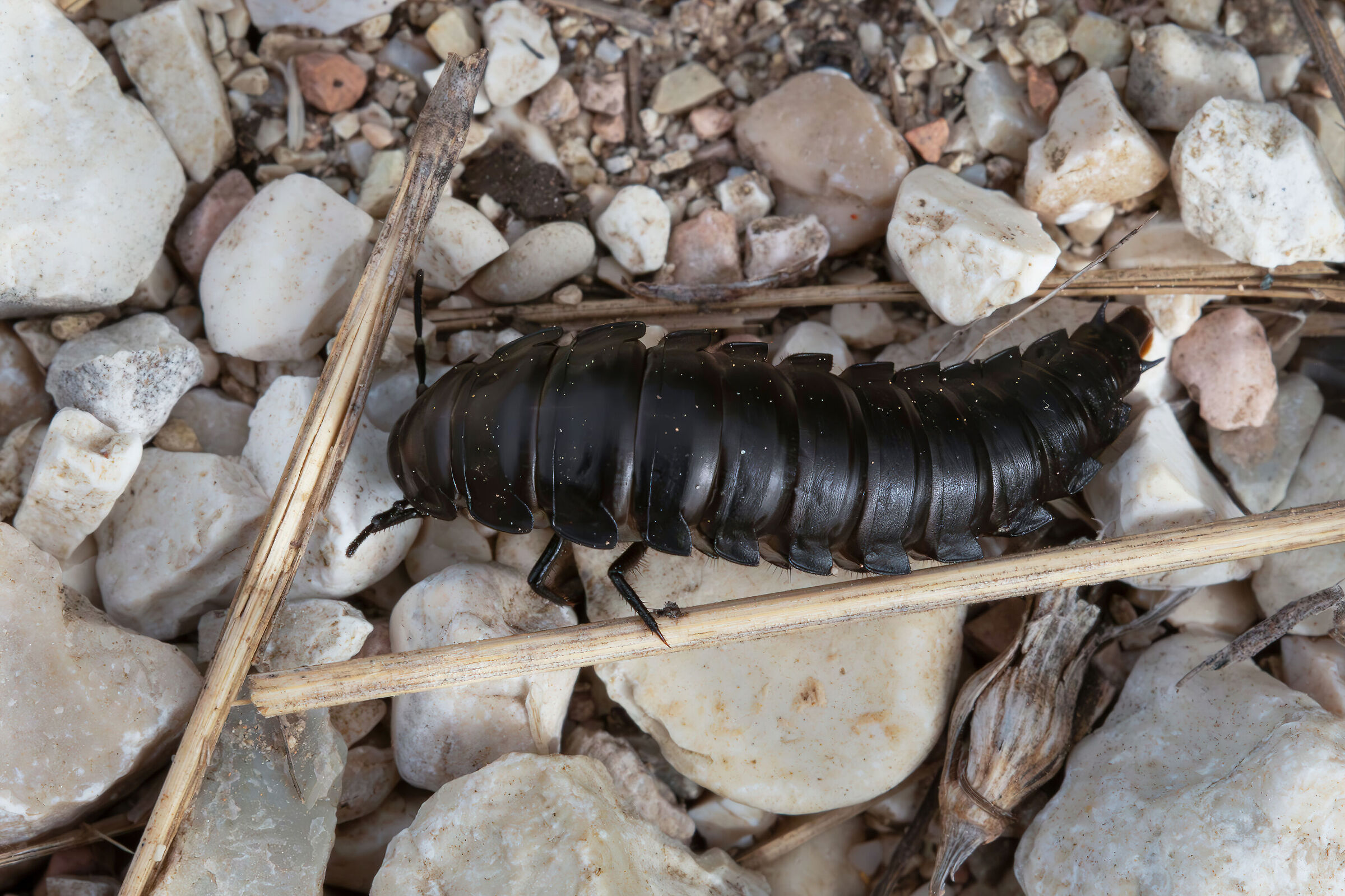 Larva of Carabidae sp.