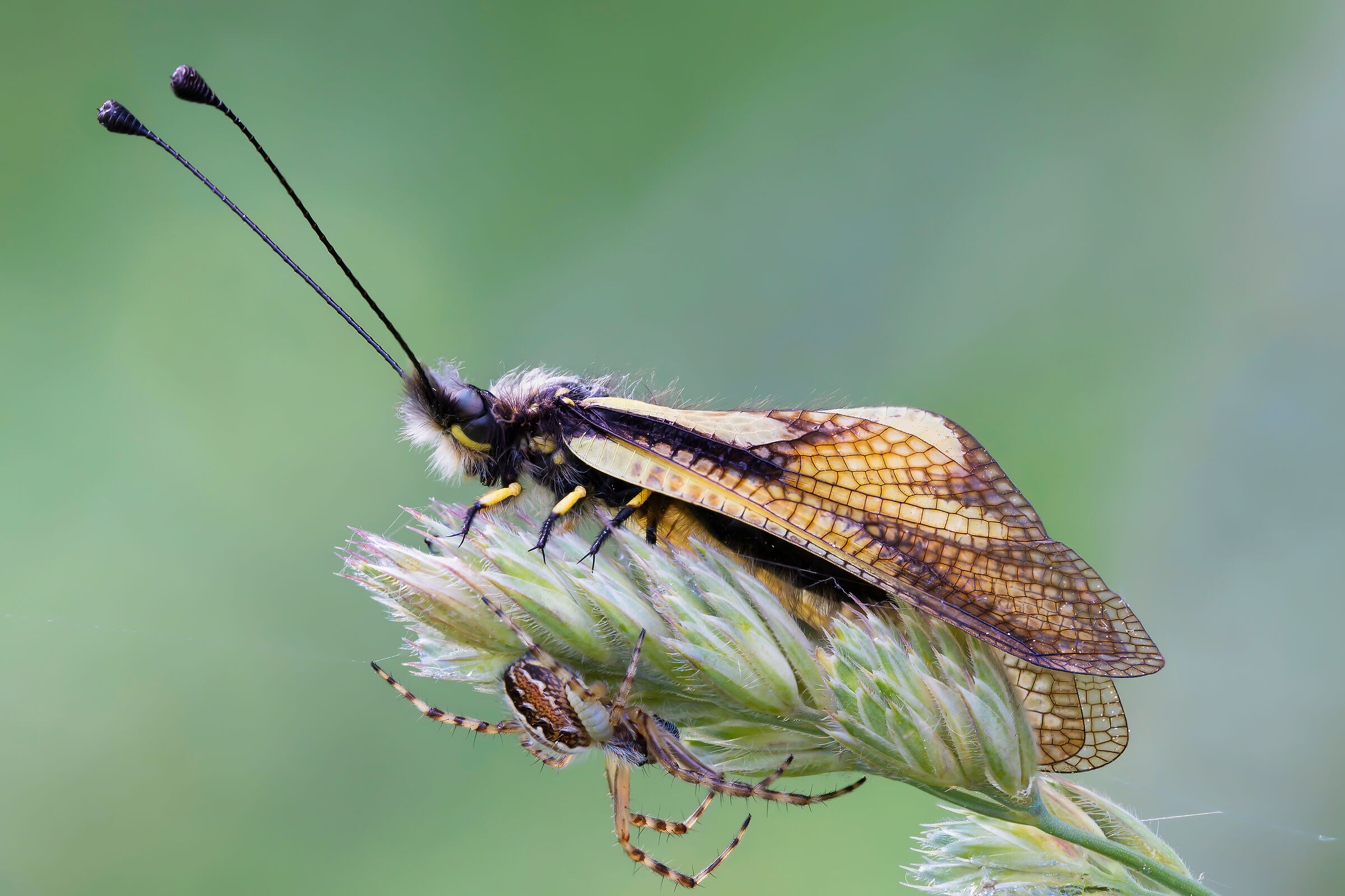 Aculepeira armida + ascalaphus + Ichneumonidae larva