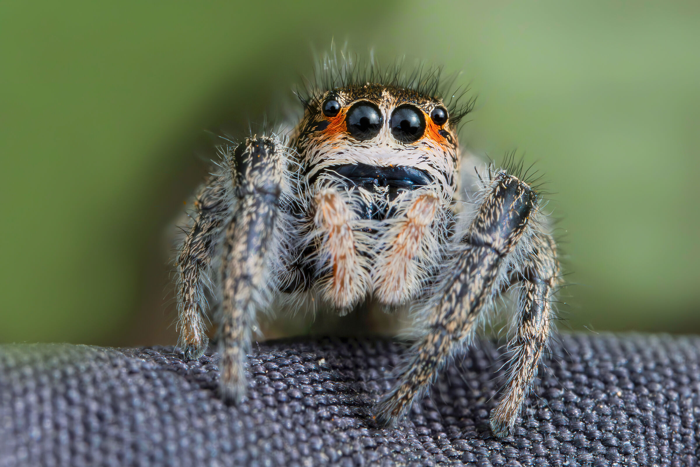 Female of Pellenes seriatus