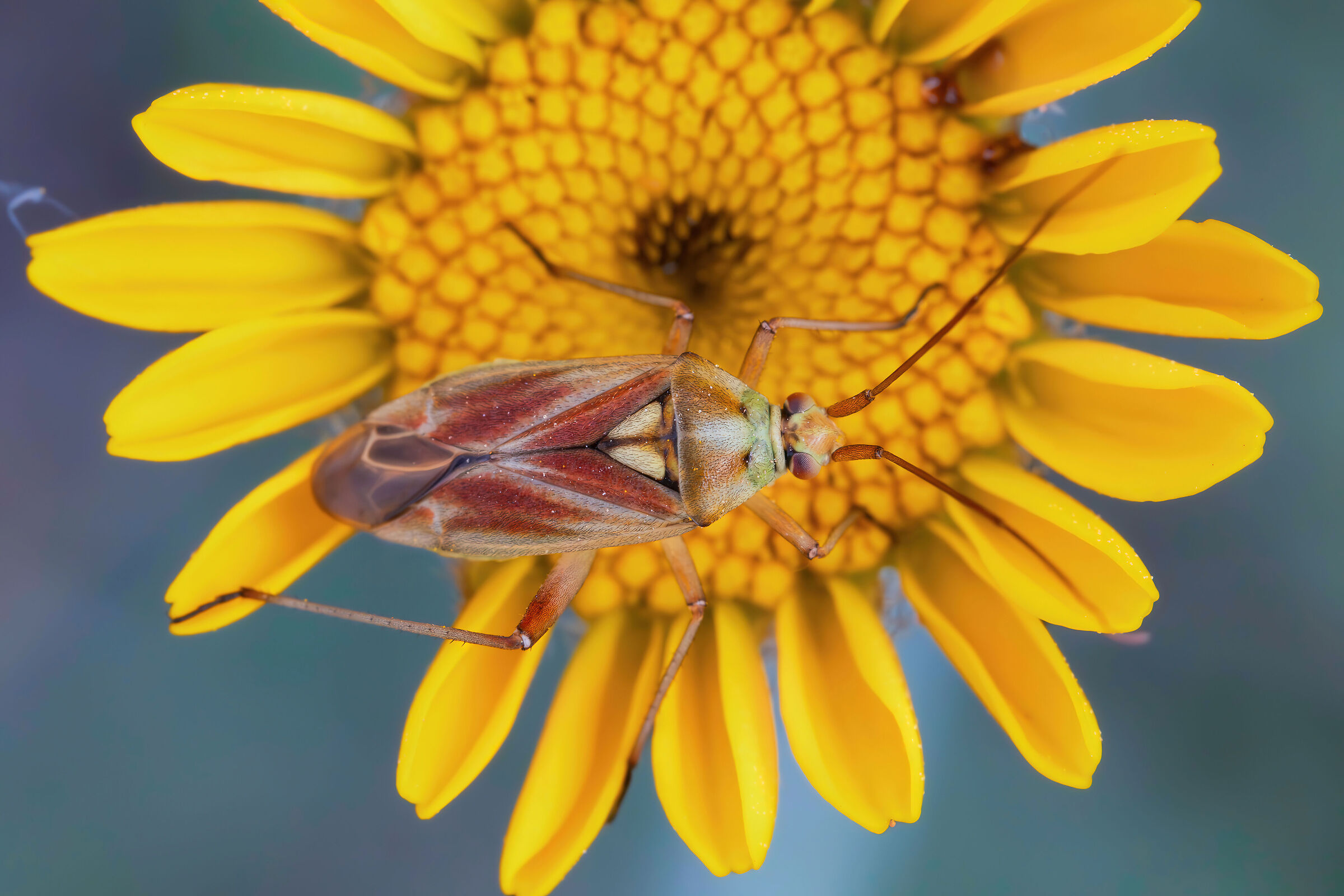 Calocoris roseomaculatus