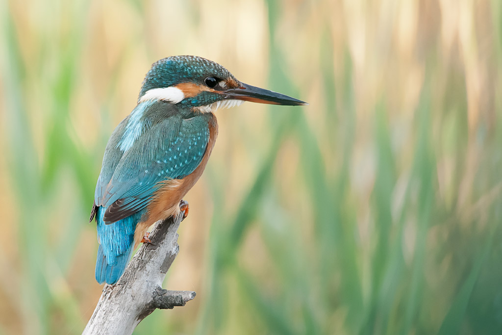 Kingfisher - Po Delta