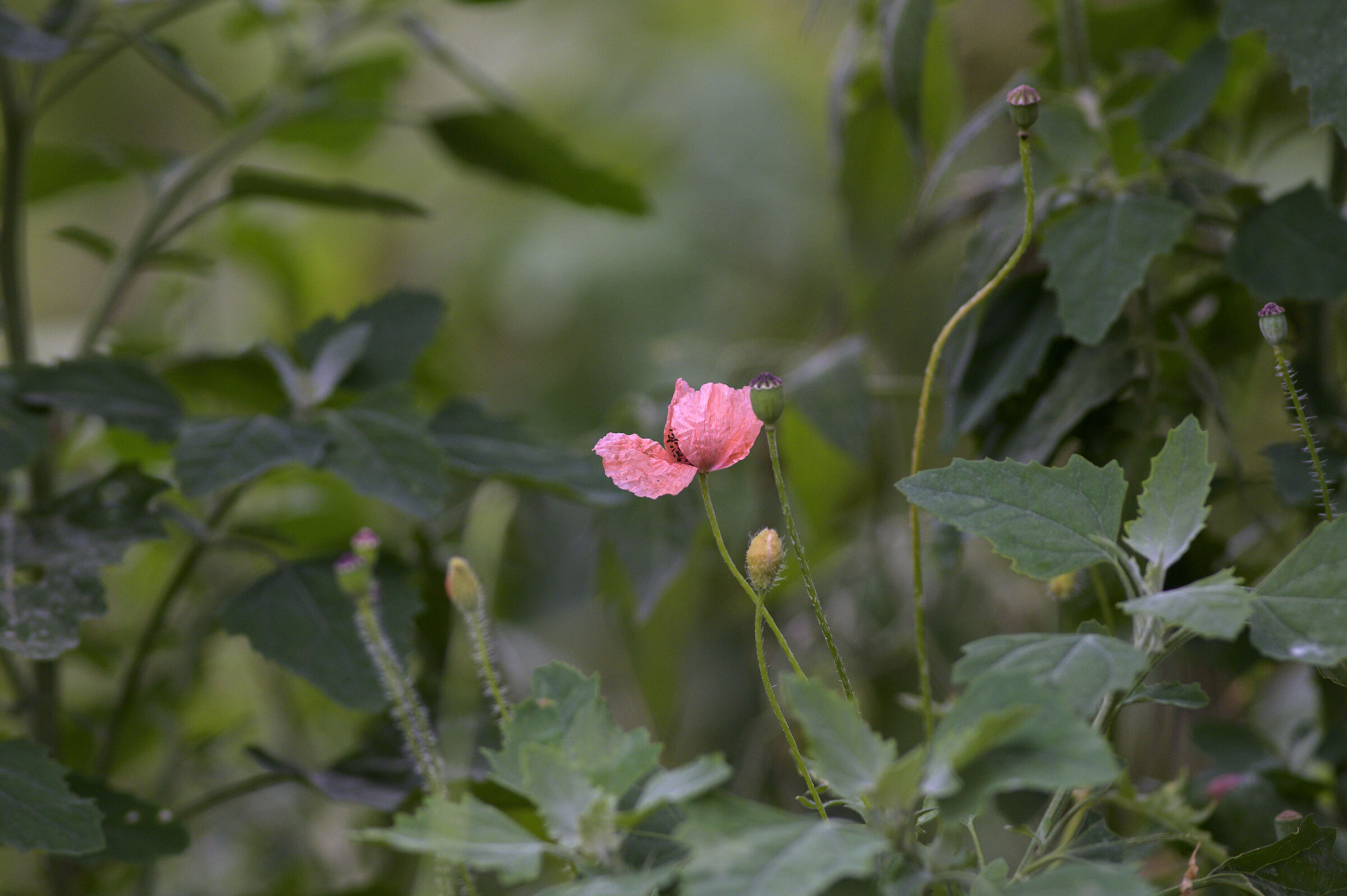 prove 500  mmttartians