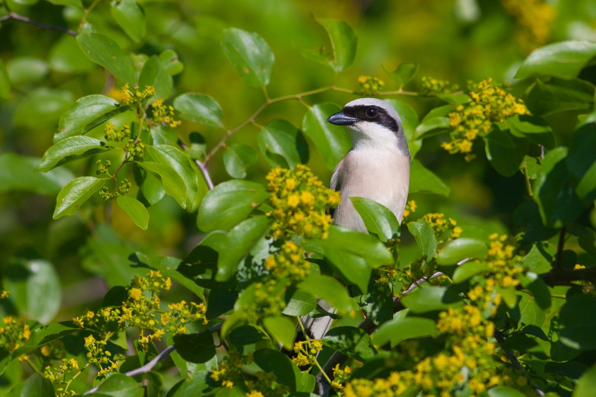 Shrike Small Male