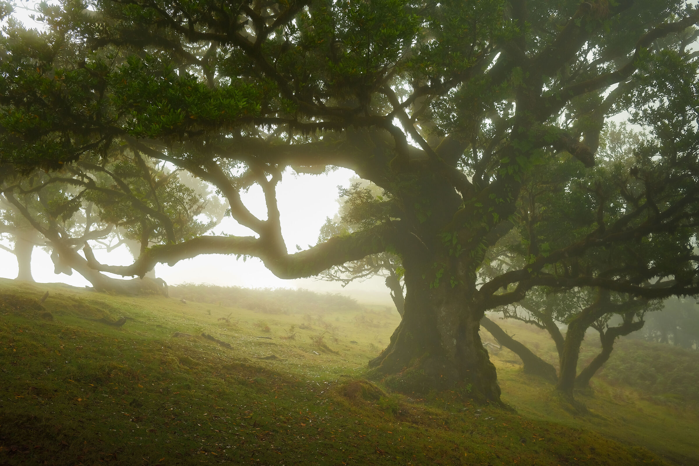 Foresta incantata di Fanal