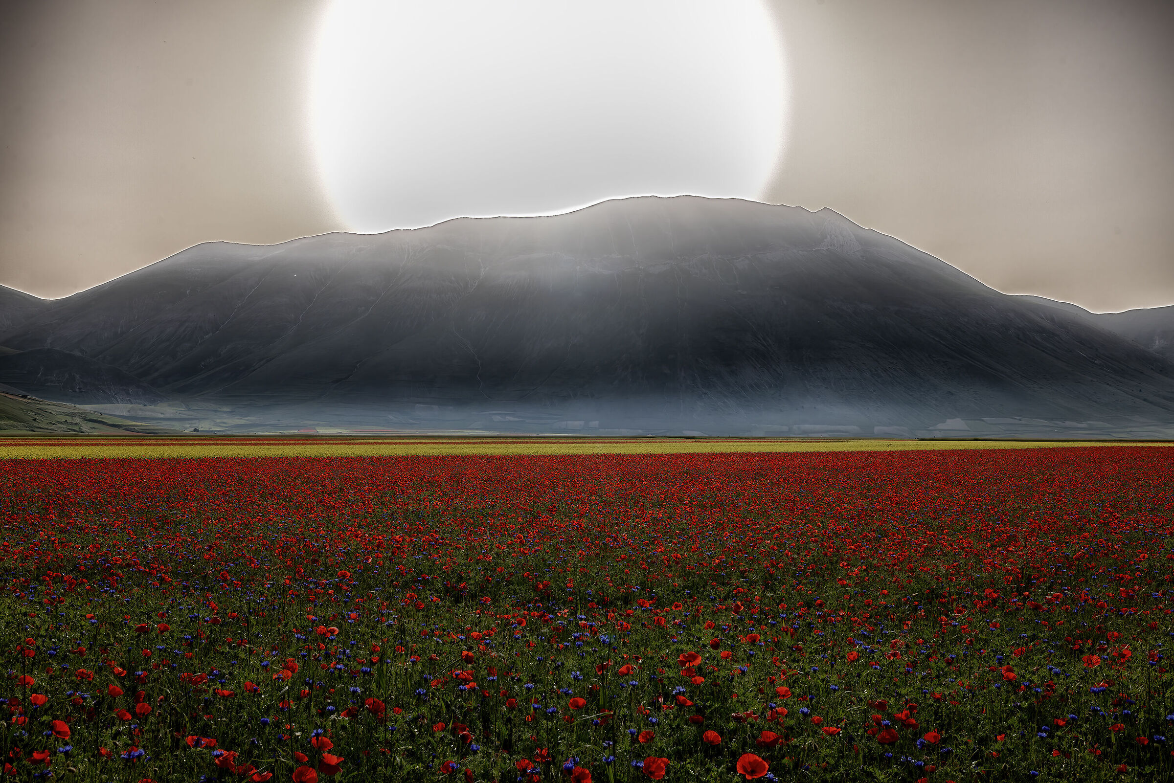 Avendo il sole davanti i papaveri sembrano fosforescent