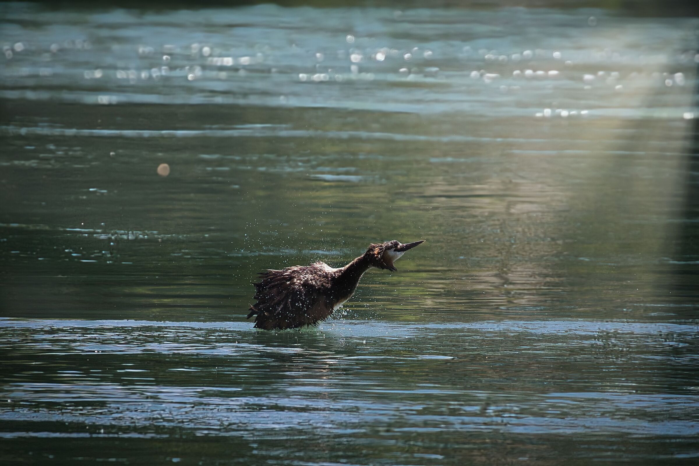 Grebe