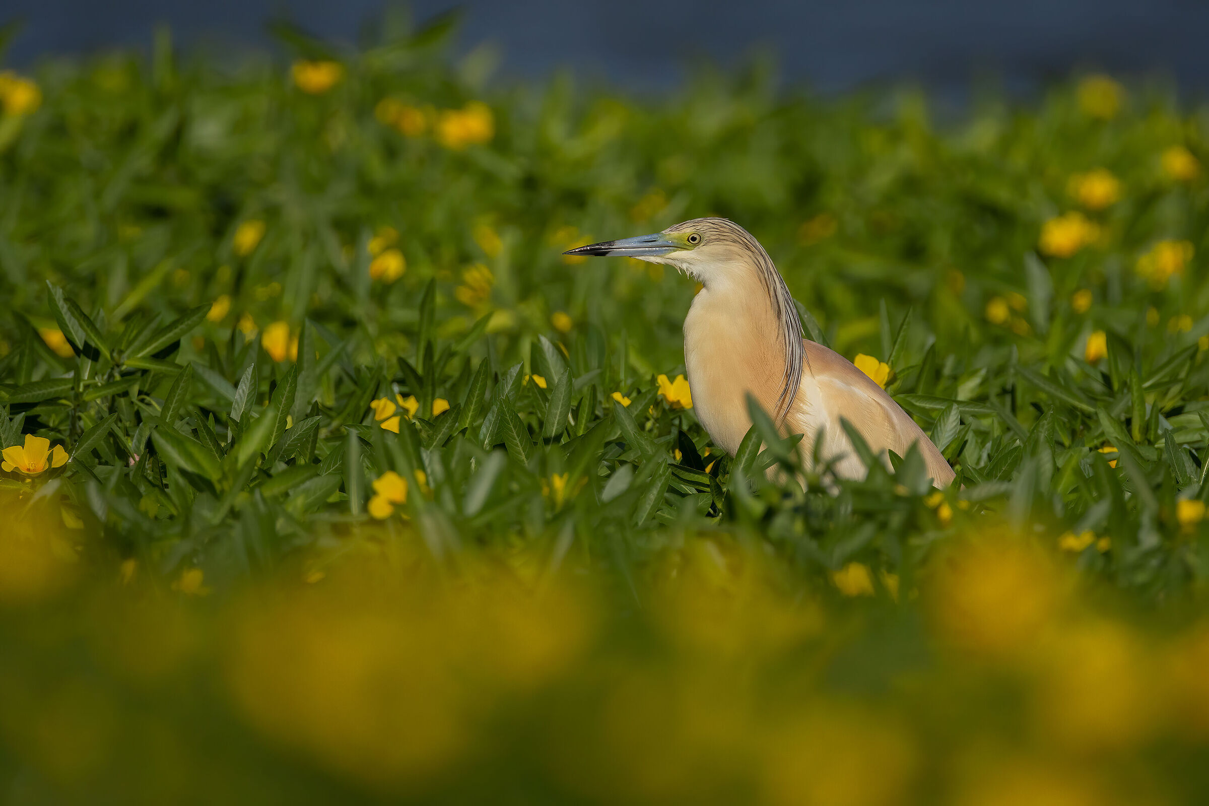 Sgarza ciuffetto immersa nella Ludwigia