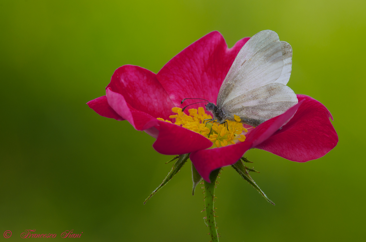 The flower I was looking for ..