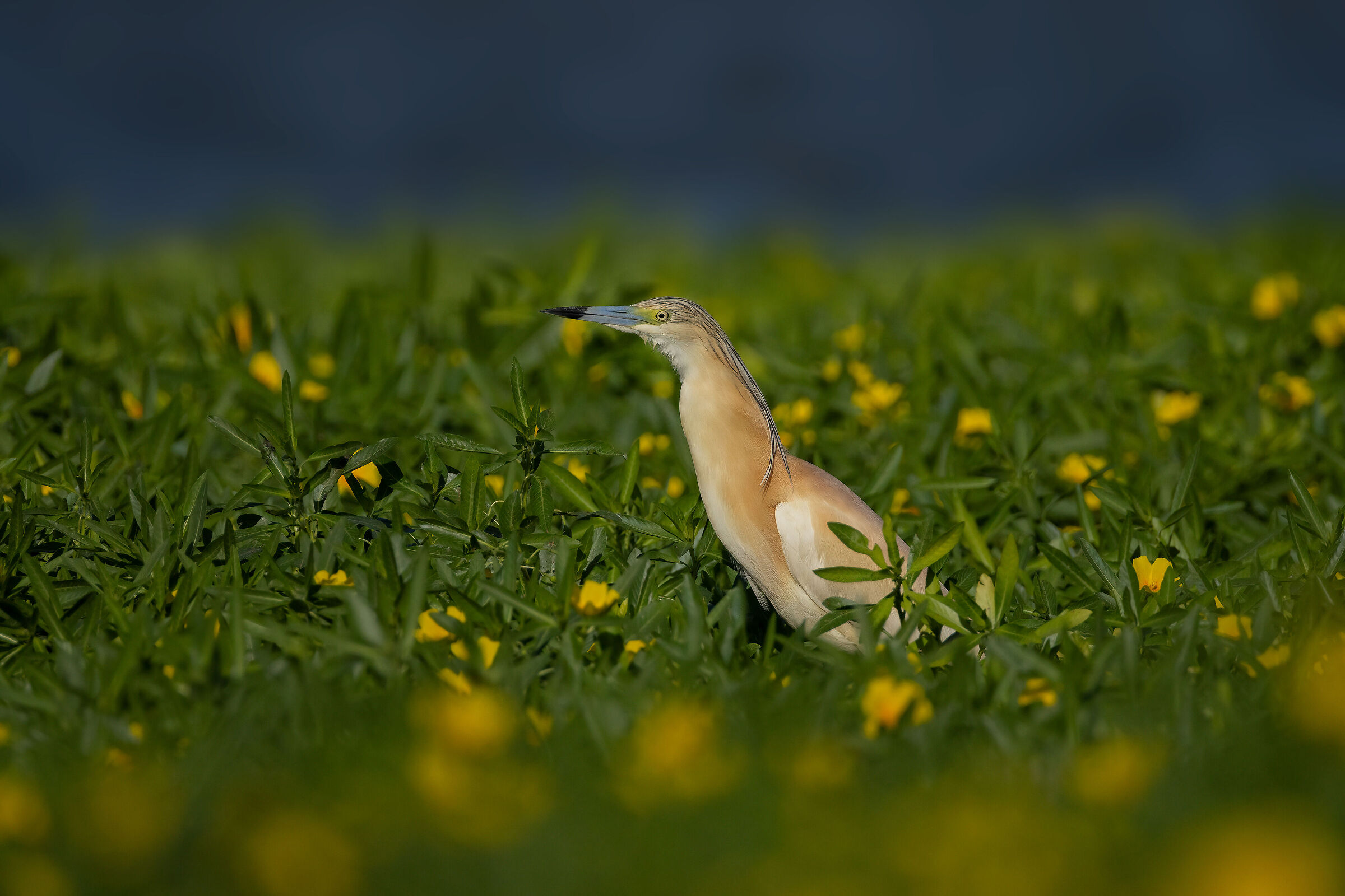 Sgarza ciuffetto immersa nella Ludwigia