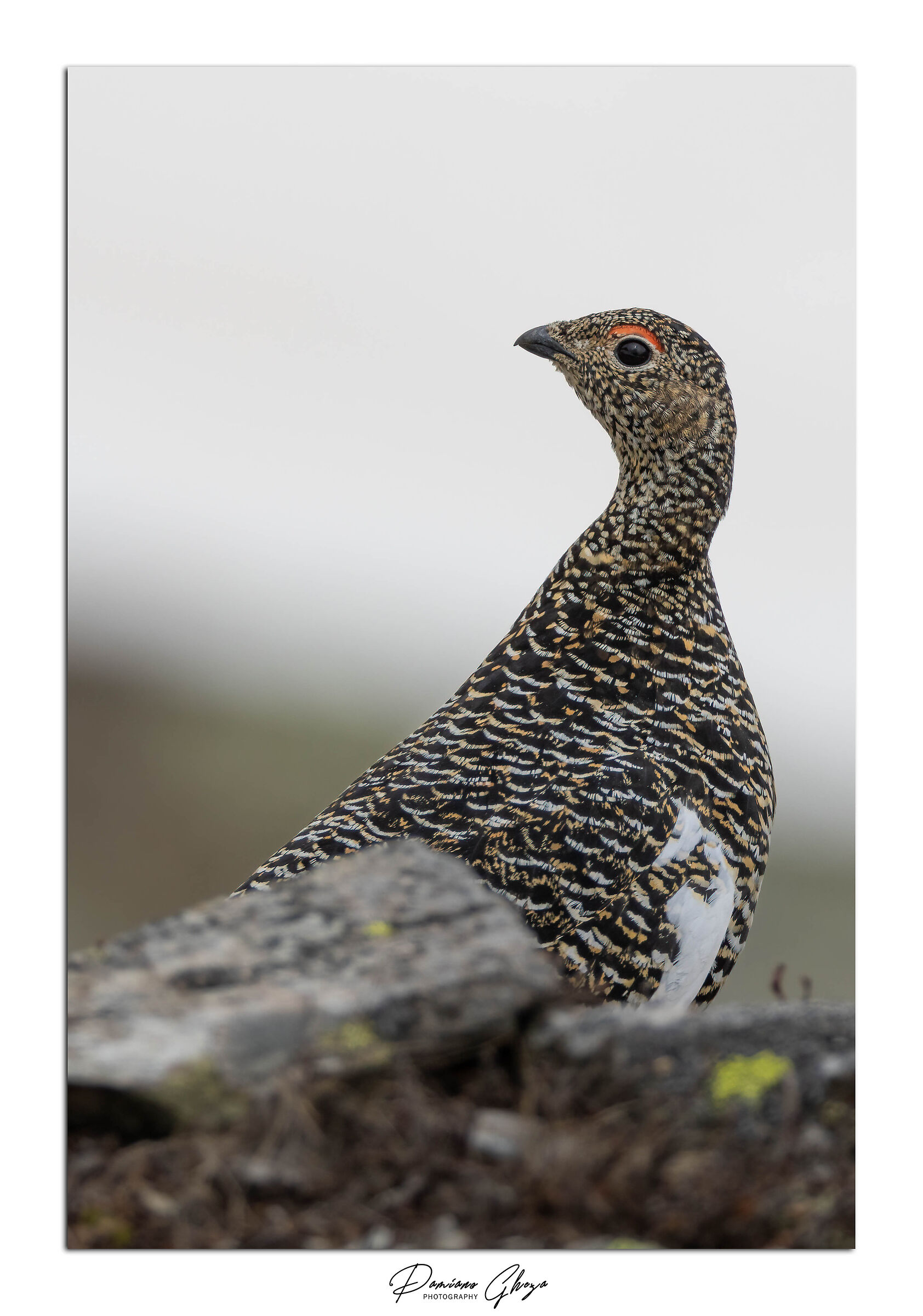 Ptarmigan (F)