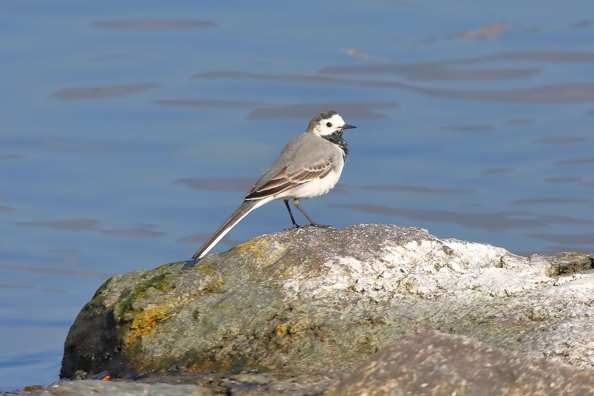 Ballerina bianca 21 marzo 2024 - 0072