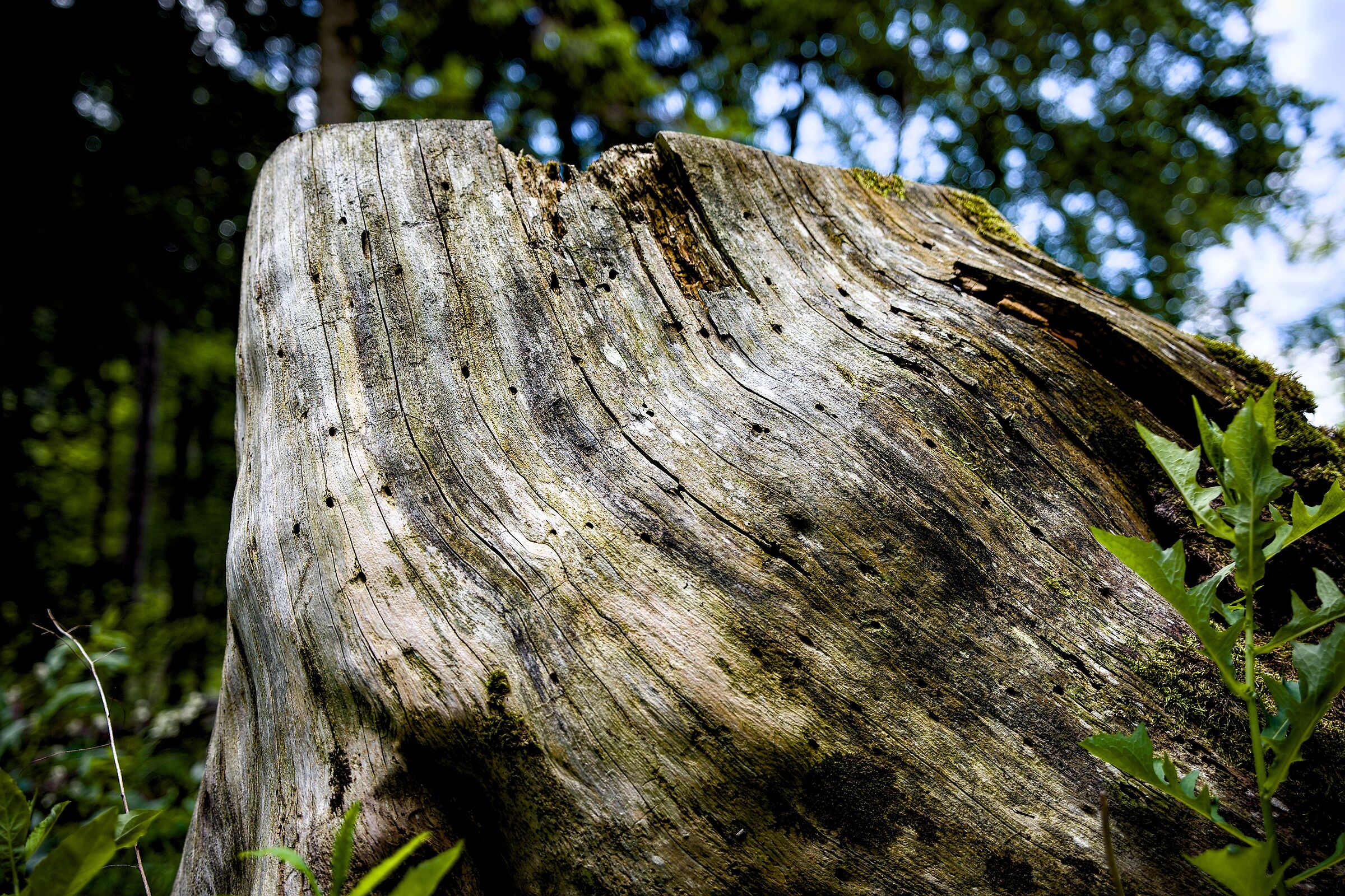 Test nikon zf + tamron 20-40 2.8 - lago del Predil