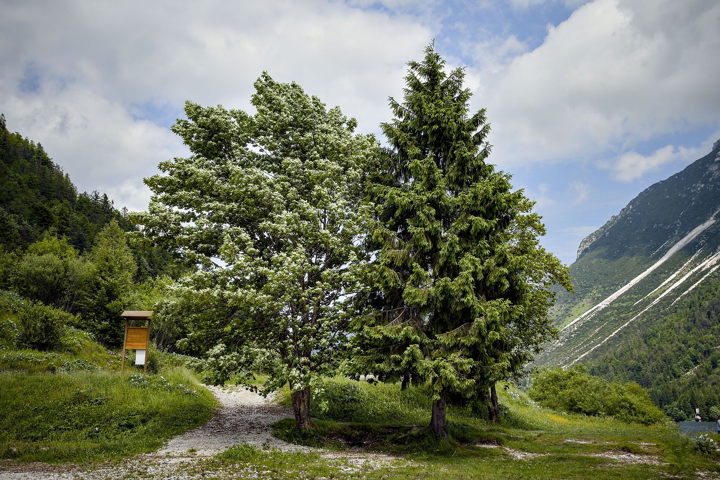 Test nikon zf + tamron 20-40 2.8 - lago del Predil